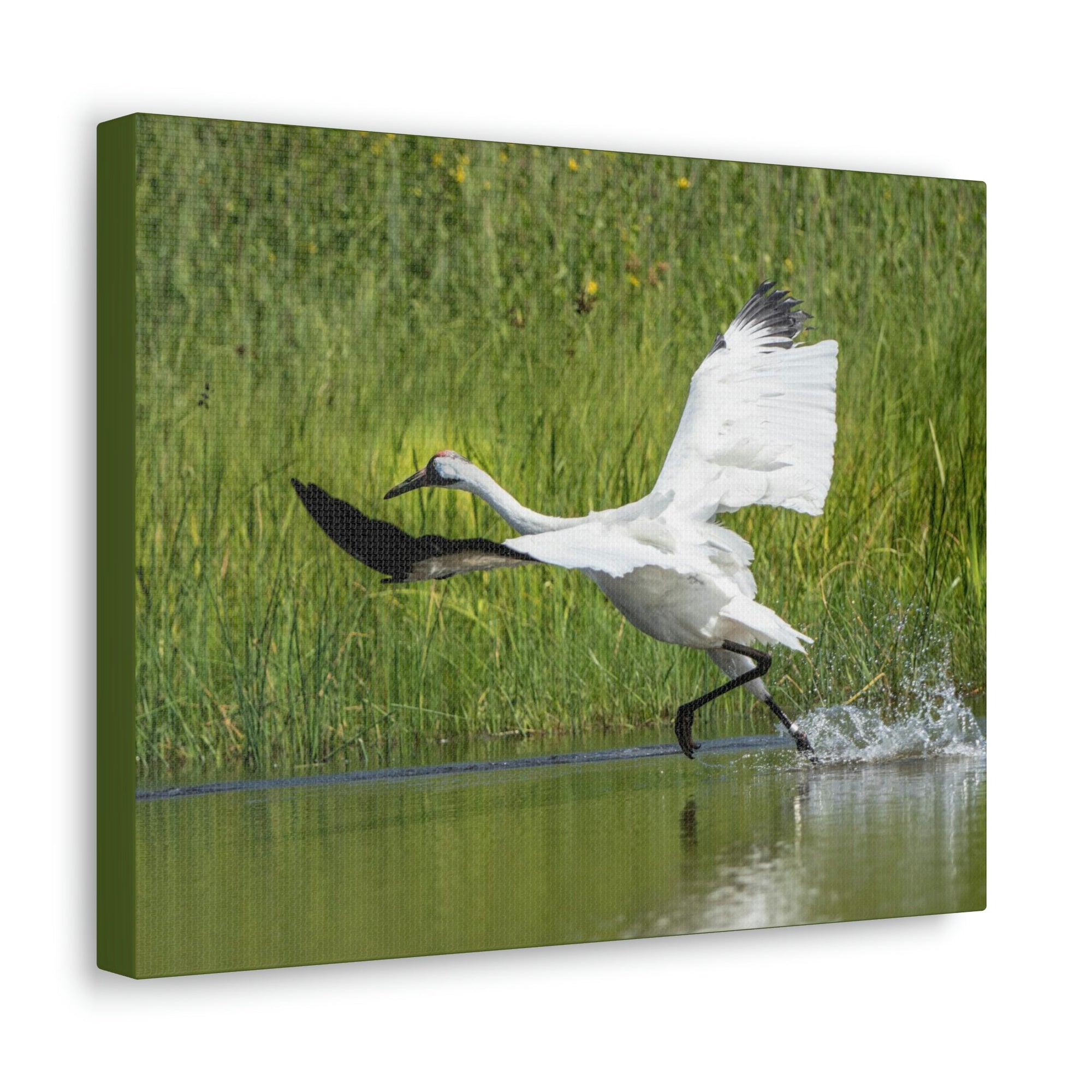 Scripture Walls Whooping Crane Hunting Whooping Crane on Hunt Print Animal Wall Art Wildlife Canvas Prints Wall Art Ready to Hang Unframed-Express Your Love Gifts