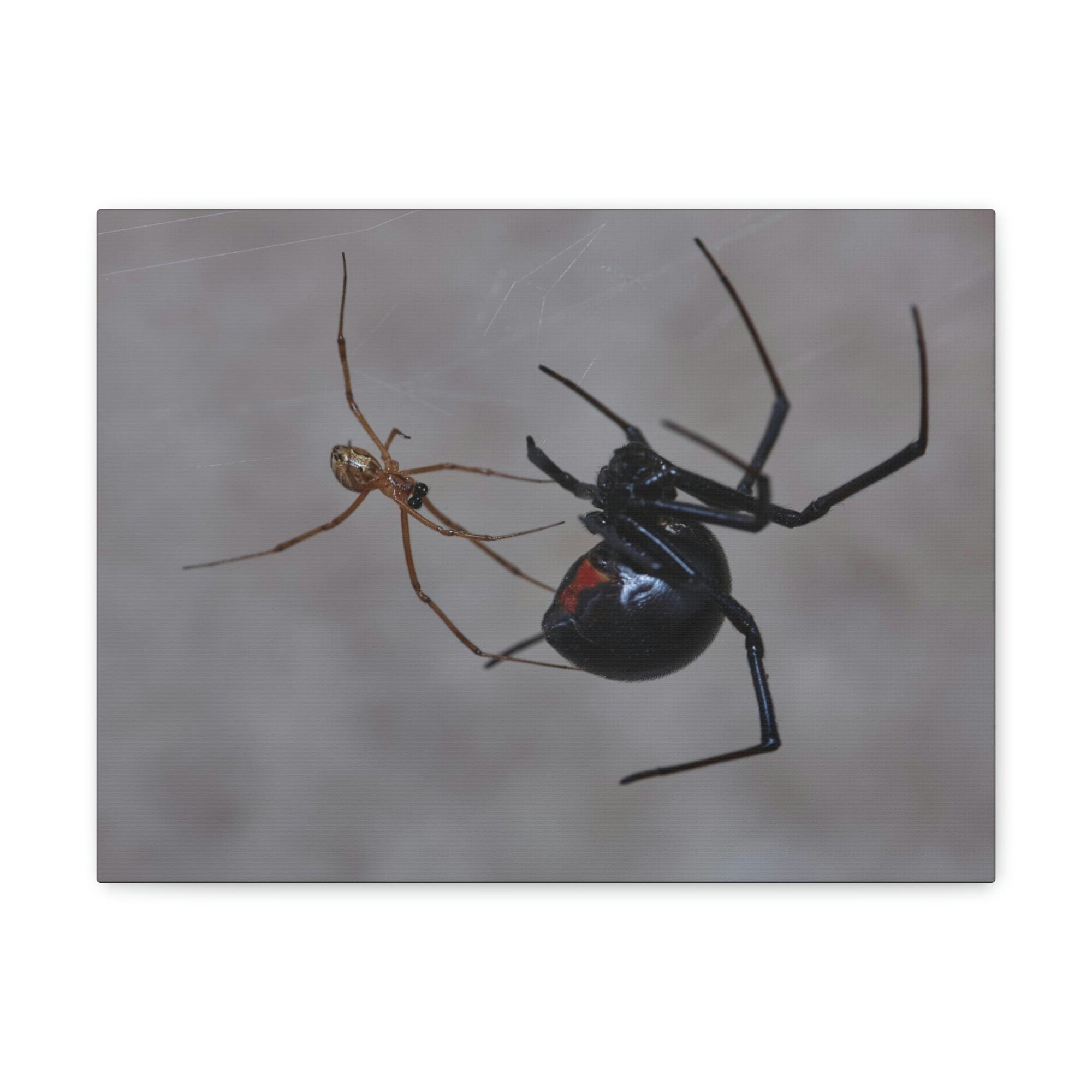 Scripture Walls Widow Spider Couple Widow Spider Couple Print Animal Wall Art Wildlife Canvas Prints Wall Art Ready to Hang Unframed-Express Your Love Gifts