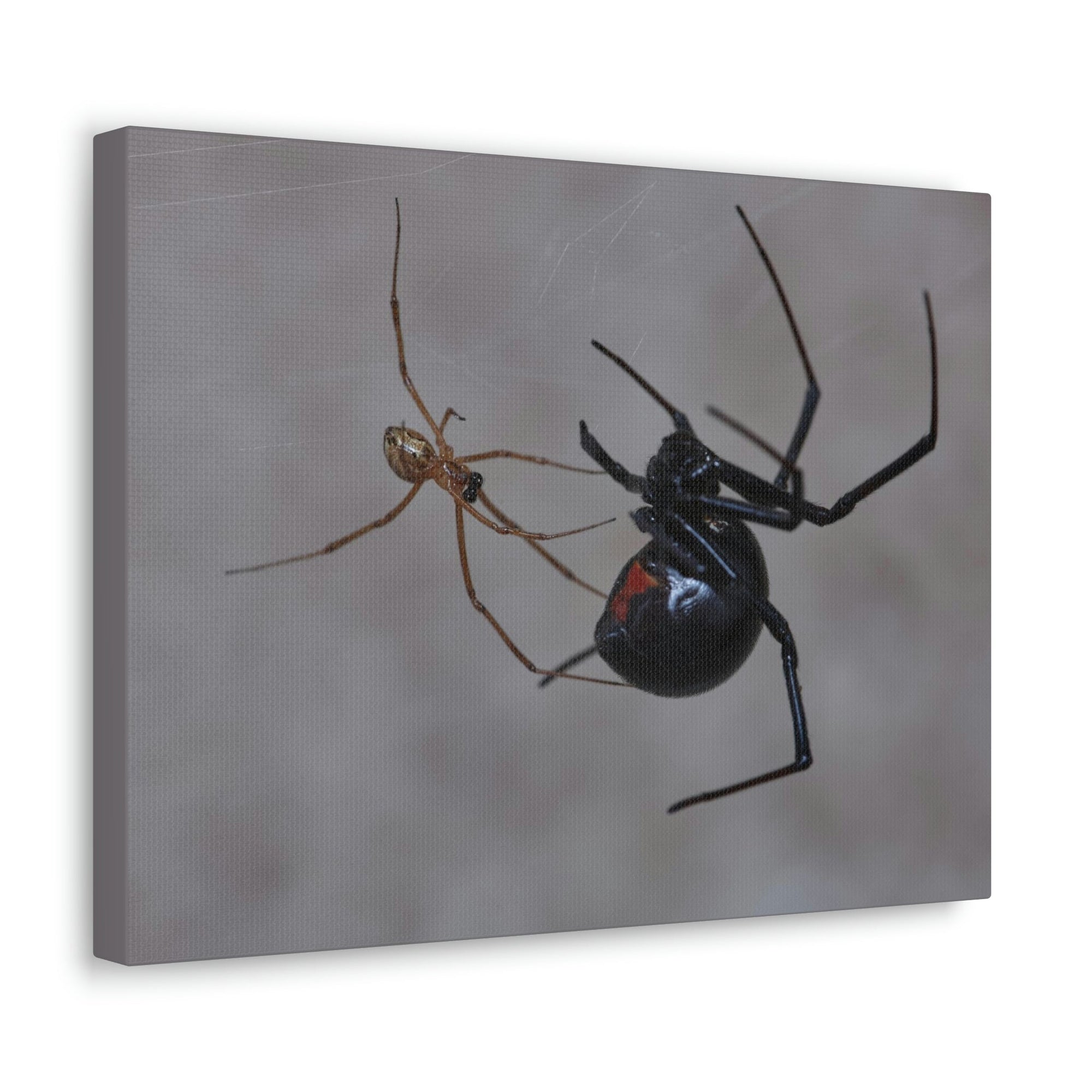 Scripture Walls Widow Spider Couple Widow Spider Couple Print Animal Wall Art Wildlife Canvas Prints Wall Art Ready to Hang Unframed-Express Your Love Gifts