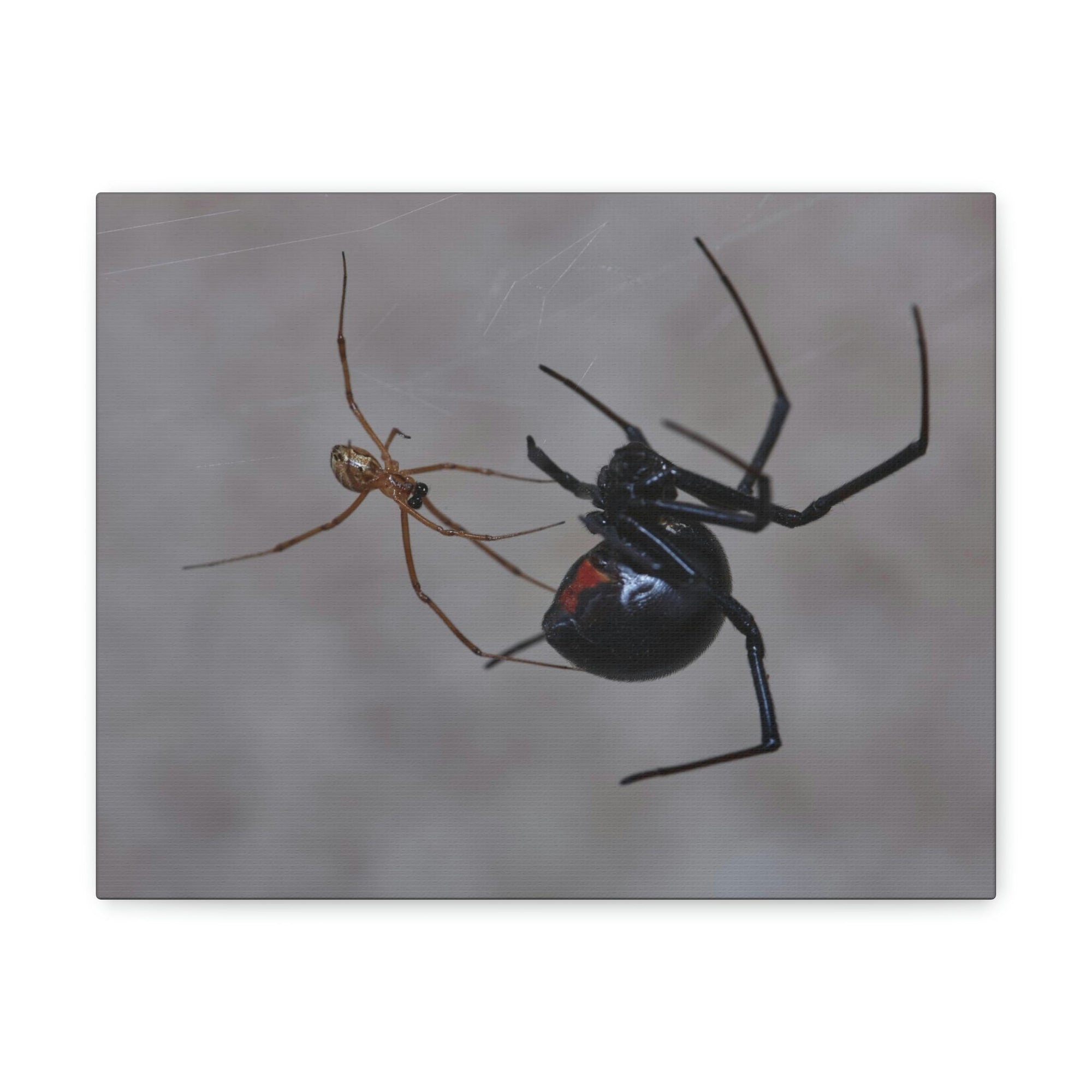 Scripture Walls Widow Spider Couple Widow Spider Couple Print Animal Wall Art Wildlife Canvas Prints Wall Art Ready to Hang Unframed-Express Your Love Gifts