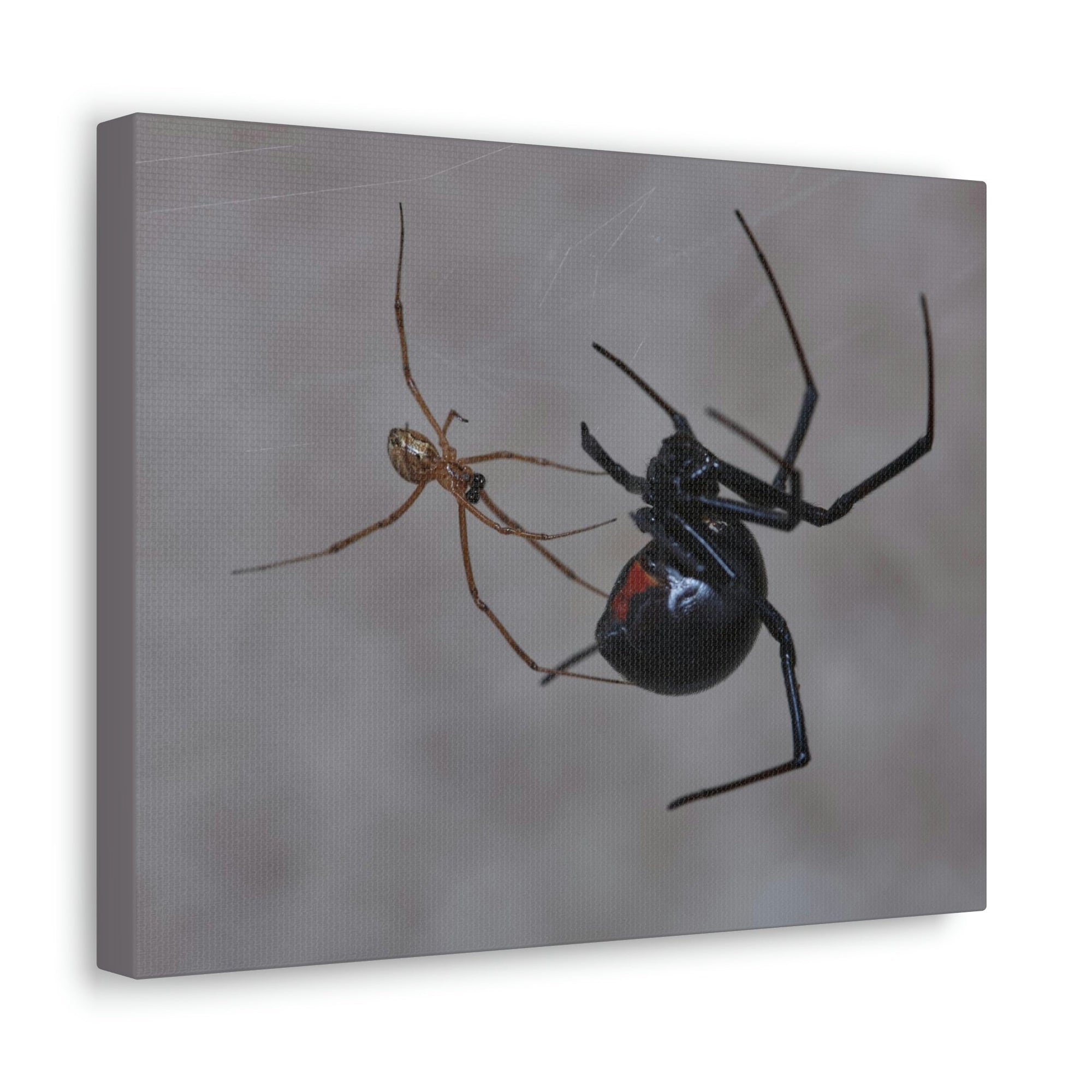 Scripture Walls Widow Spider Couple Widow Spider Couple Print Animal Wall Art Wildlife Canvas Prints Wall Art Ready to Hang Unframed-Express Your Love Gifts