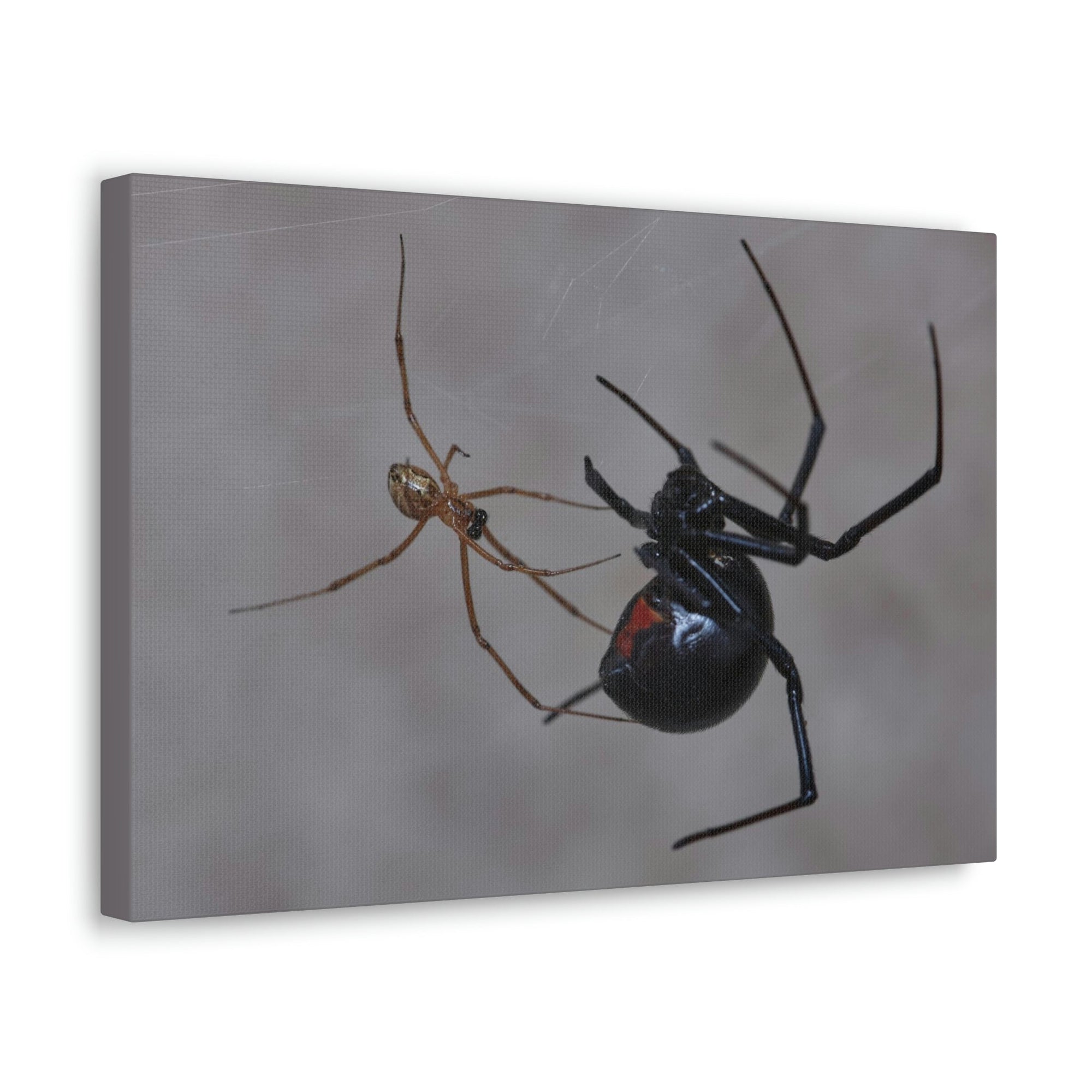 Scripture Walls Widow Spider Couple Widow Spider Couple Print Animal Wall Art Wildlife Canvas Prints Wall Art Ready to Hang Unframed-Express Your Love Gifts