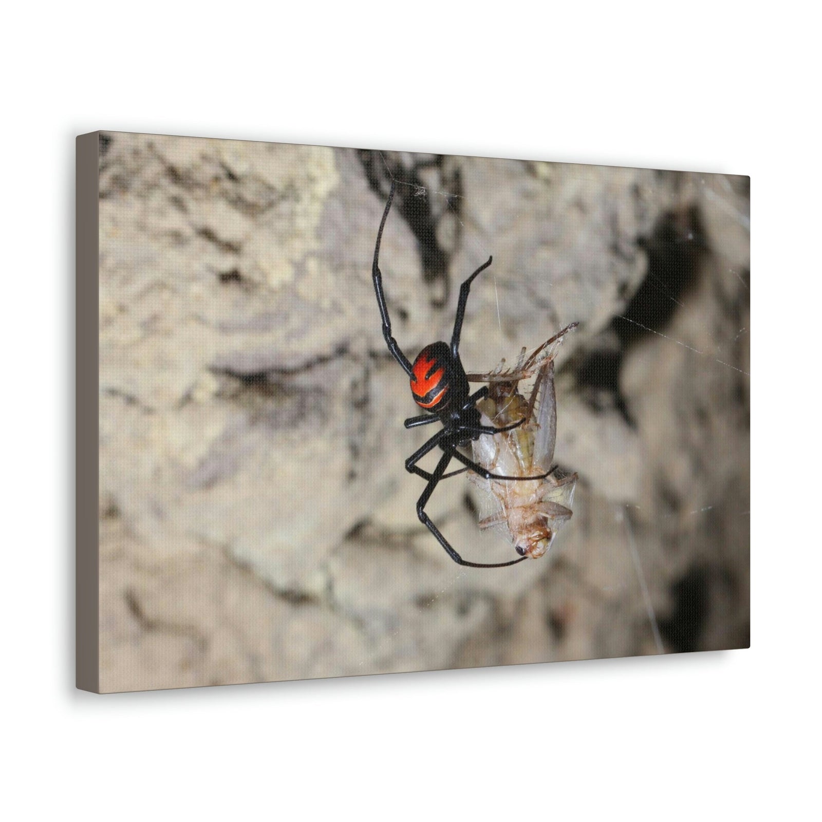 Scripture Walls Widow Spider Hunting Widow Spider on Hunt Print Animal Wall Art Wildlife Canvas Prints Wall Art Ready to Hang Unframed-Express Your Love Gifts