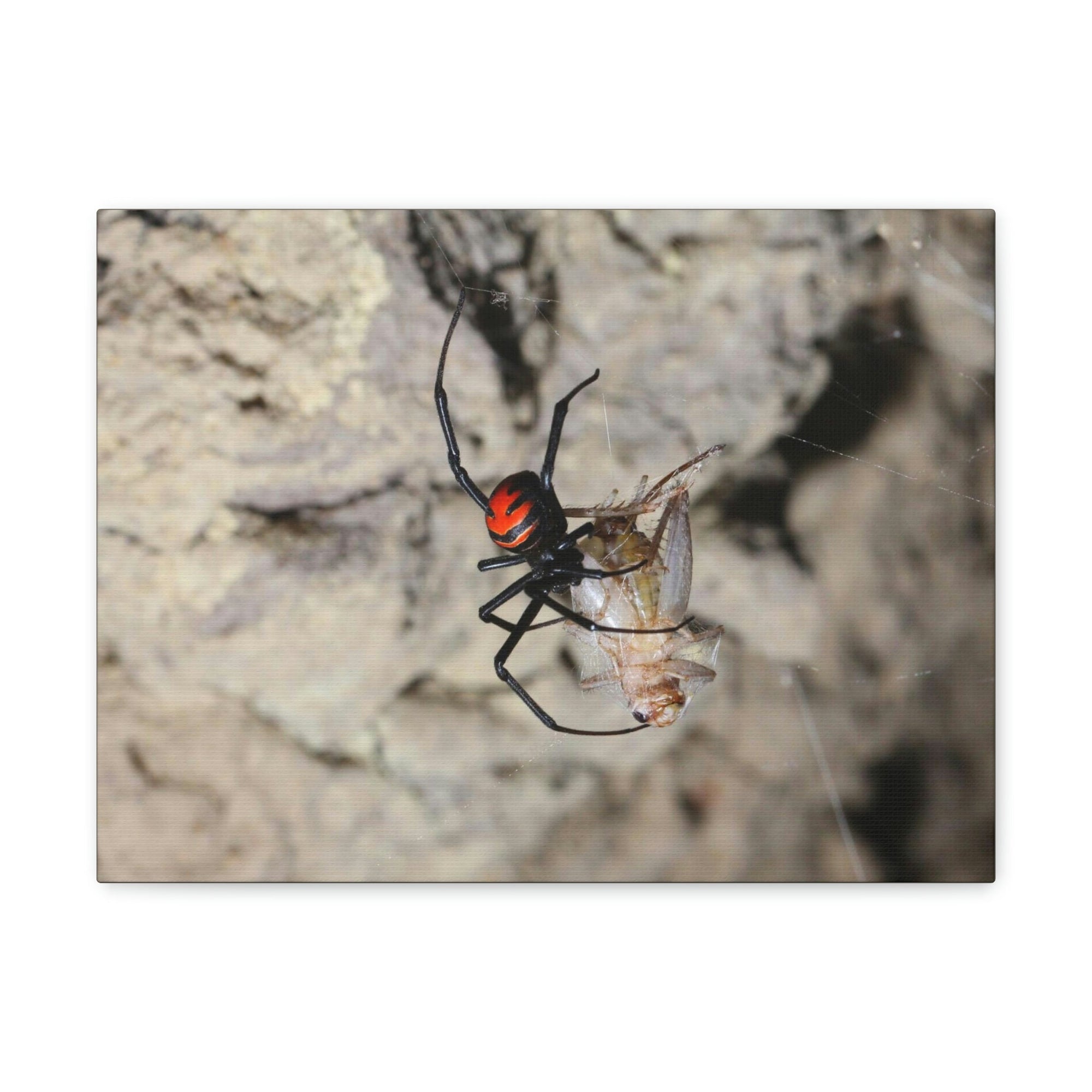 Scripture Walls Widow Spider Hunting Widow Spider on Hunt Print Animal Wall Art Wildlife Canvas Prints Wall Art Ready to Hang Unframed-Express Your Love Gifts