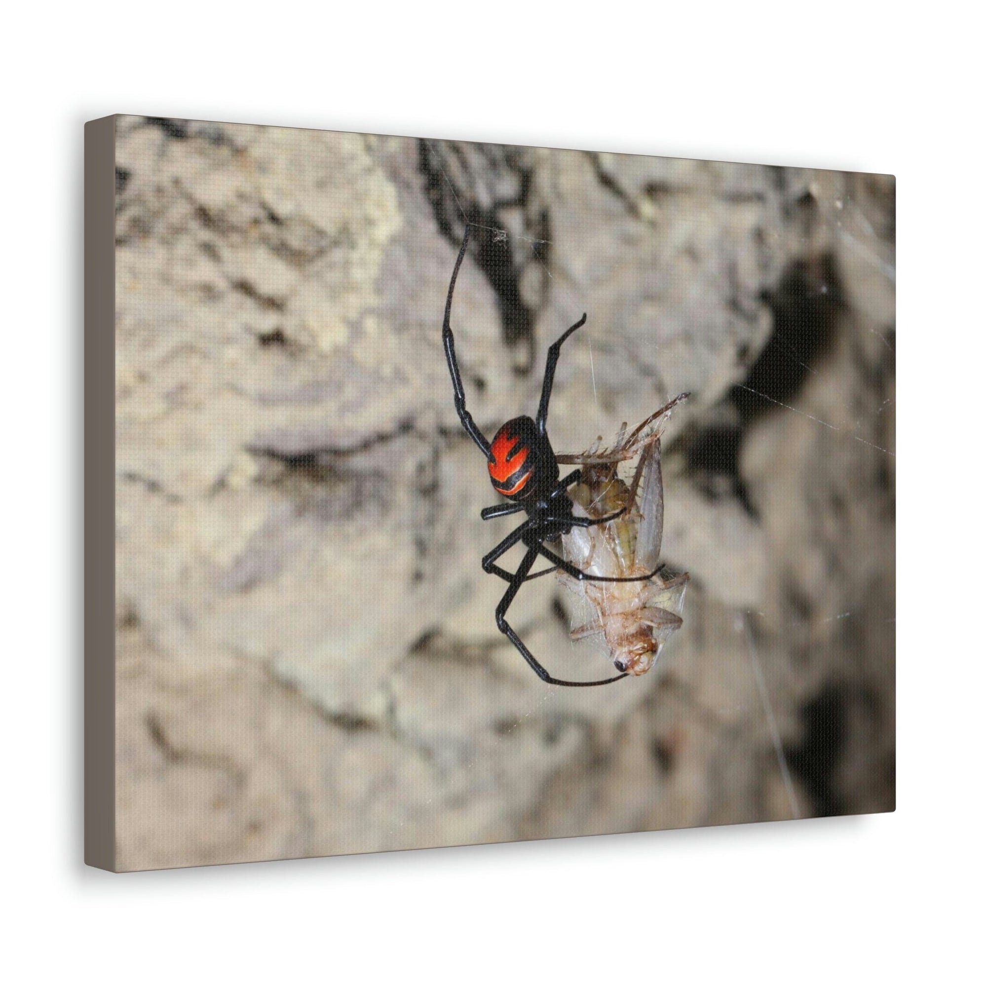 Scripture Walls Widow Spider Hunting Widow Spider on Hunt Print Animal Wall Art Wildlife Canvas Prints Wall Art Ready to Hang Unframed-Express Your Love Gifts