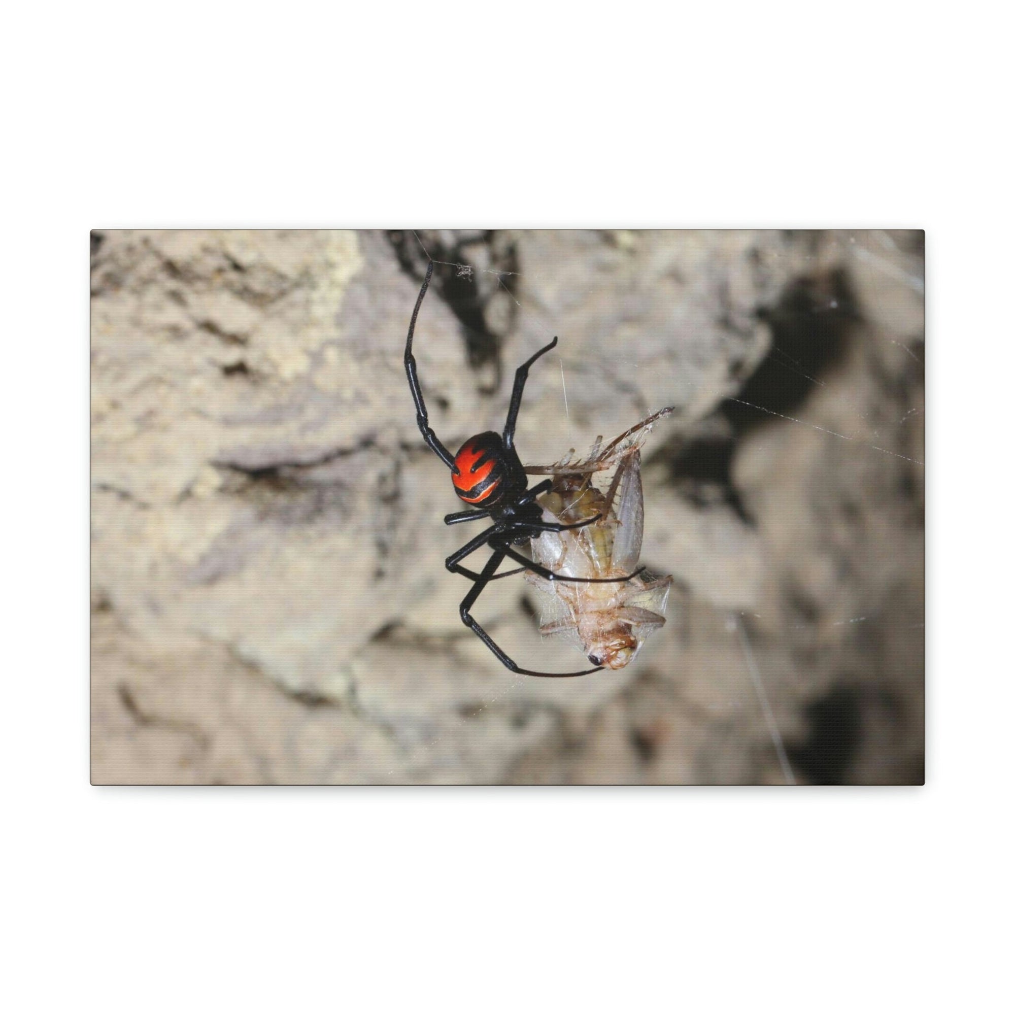 Scripture Walls Widow Spider Hunting Widow Spider on Hunt Print Animal Wall Art Wildlife Canvas Prints Wall Art Ready to Hang Unframed-Express Your Love Gifts