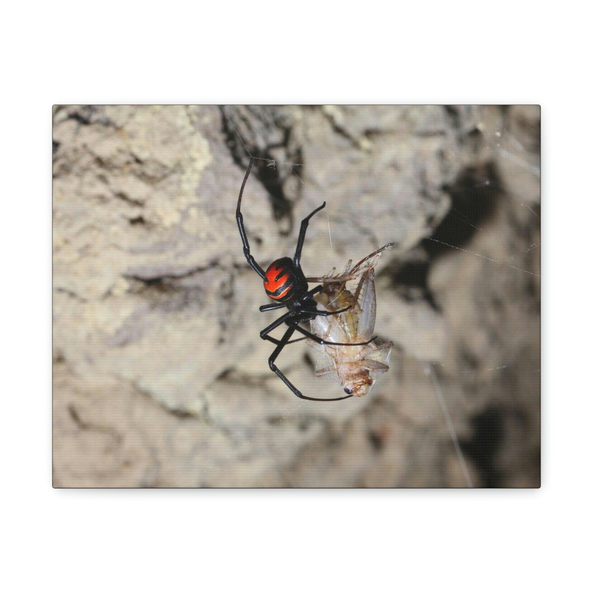 Scripture Walls Widow Spider Hunting Widow Spider on Hunt Print Animal Wall Art Wildlife Canvas Prints Wall Art Ready to Hang Unframed-Express Your Love Gifts