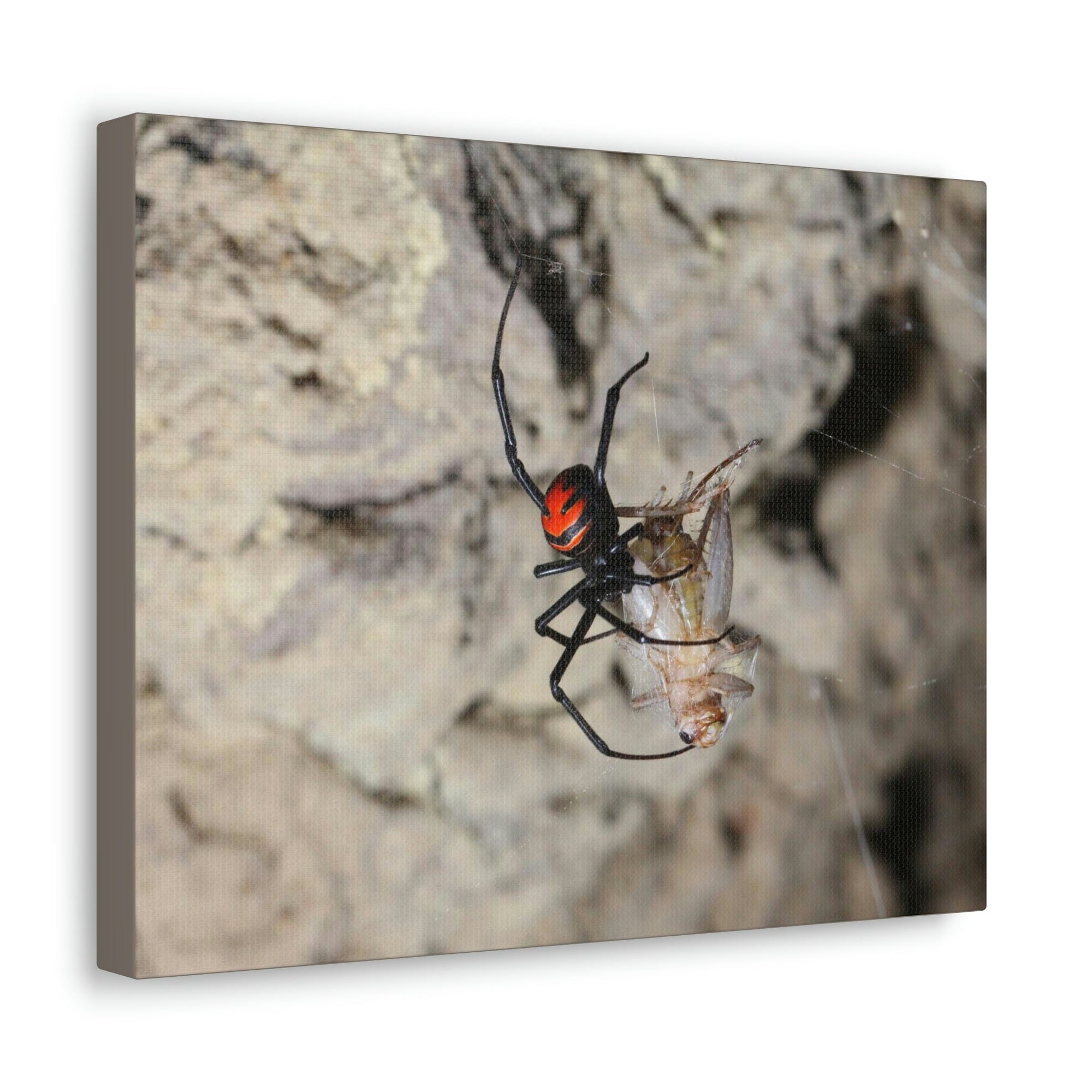 Scripture Walls Widow Spider Hunting Widow Spider on Hunt Print Animal Wall Art Wildlife Canvas Prints Wall Art Ready to Hang Unframed-Express Your Love Gifts