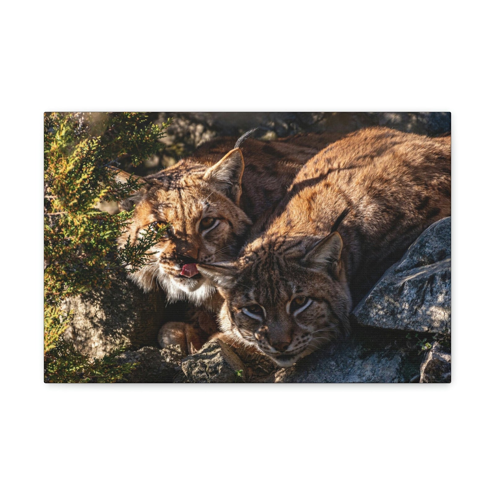 Scripture Walls Wildcat Couple Wildcat Couple Print Animal Wall Art Wildlife Canvas Prints Wall Art Ready to Hang Unframed-Express Your Love Gifts