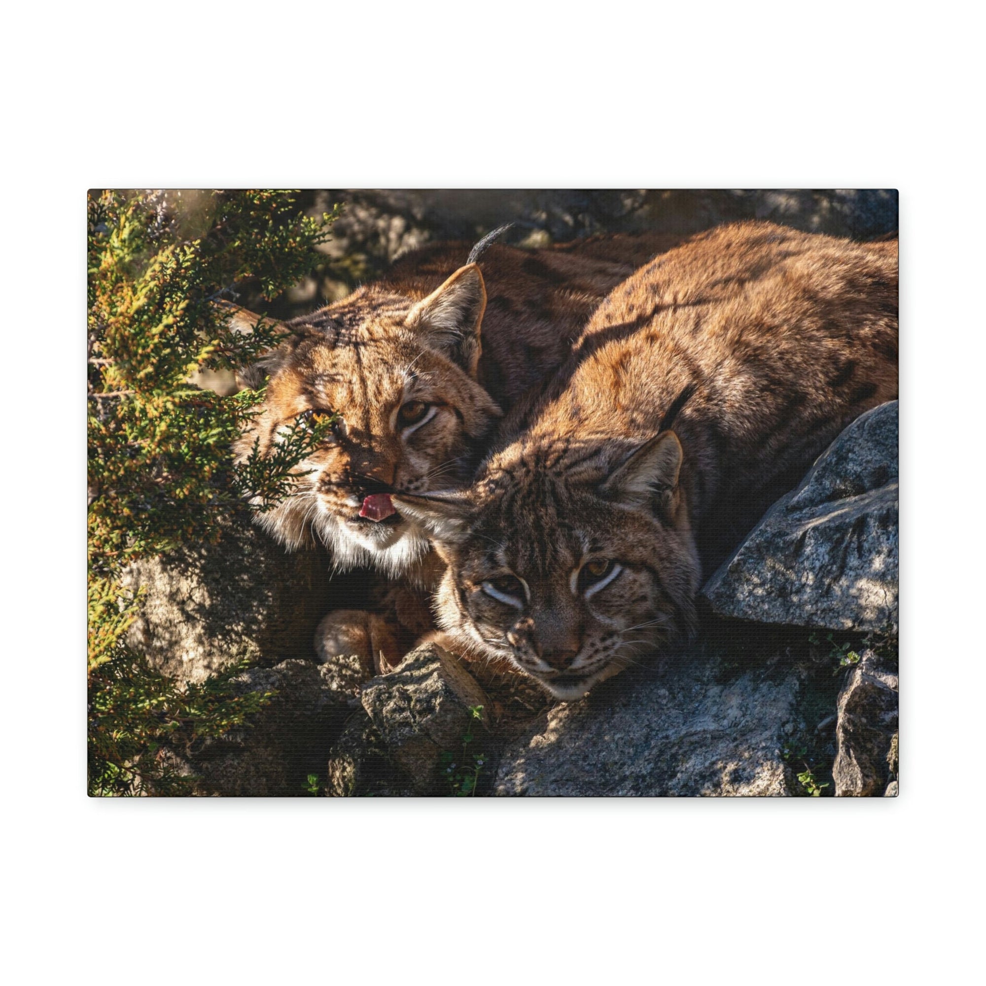 Scripture Walls Wildcat Couple Wildcat Couple Print Animal Wall Art Wildlife Canvas Prints Wall Art Ready to Hang Unframed-Express Your Love Gifts