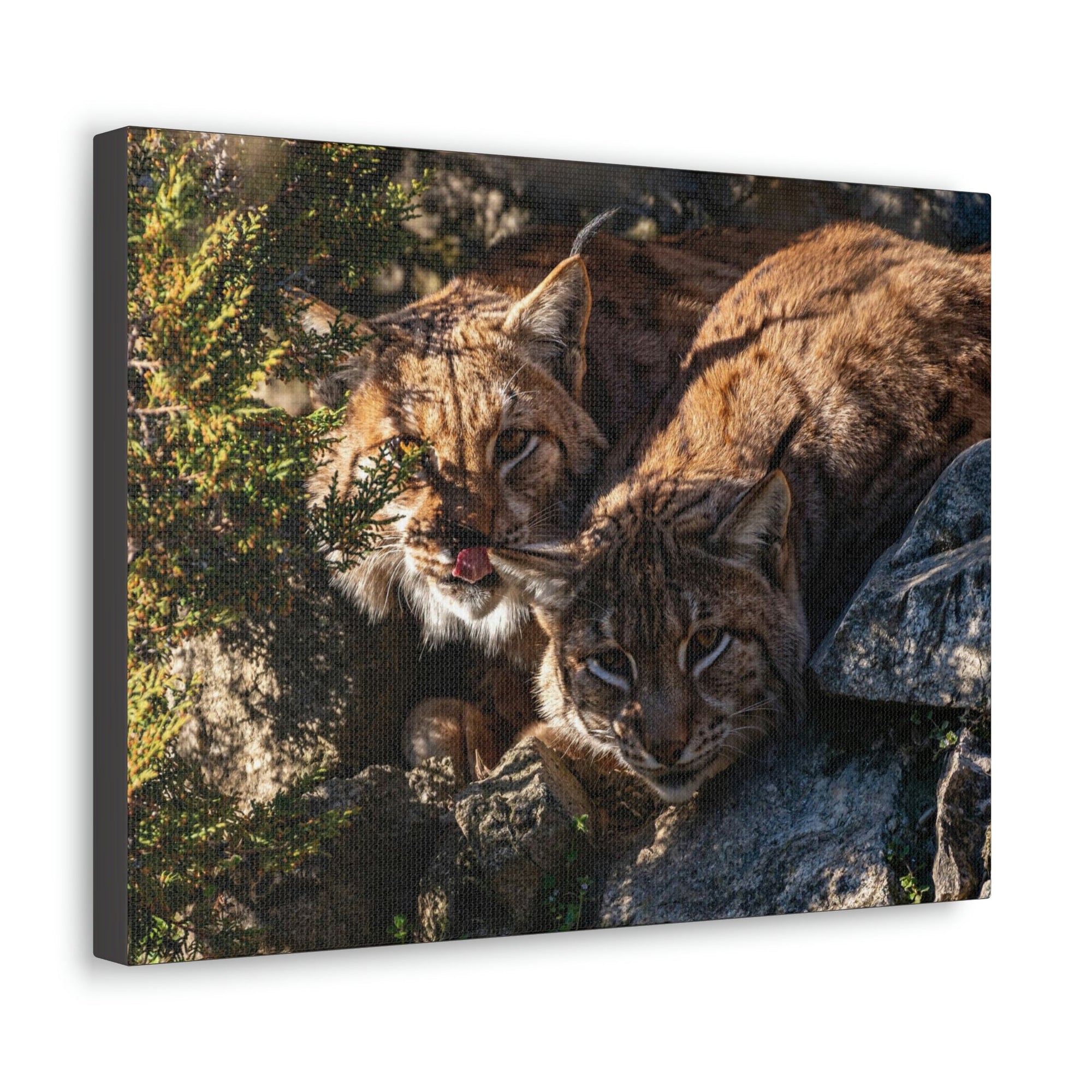 Scripture Walls Wildcat Couple Wildcat Couple Print Animal Wall Art Wildlife Canvas Prints Wall Art Ready to Hang Unframed-Express Your Love Gifts