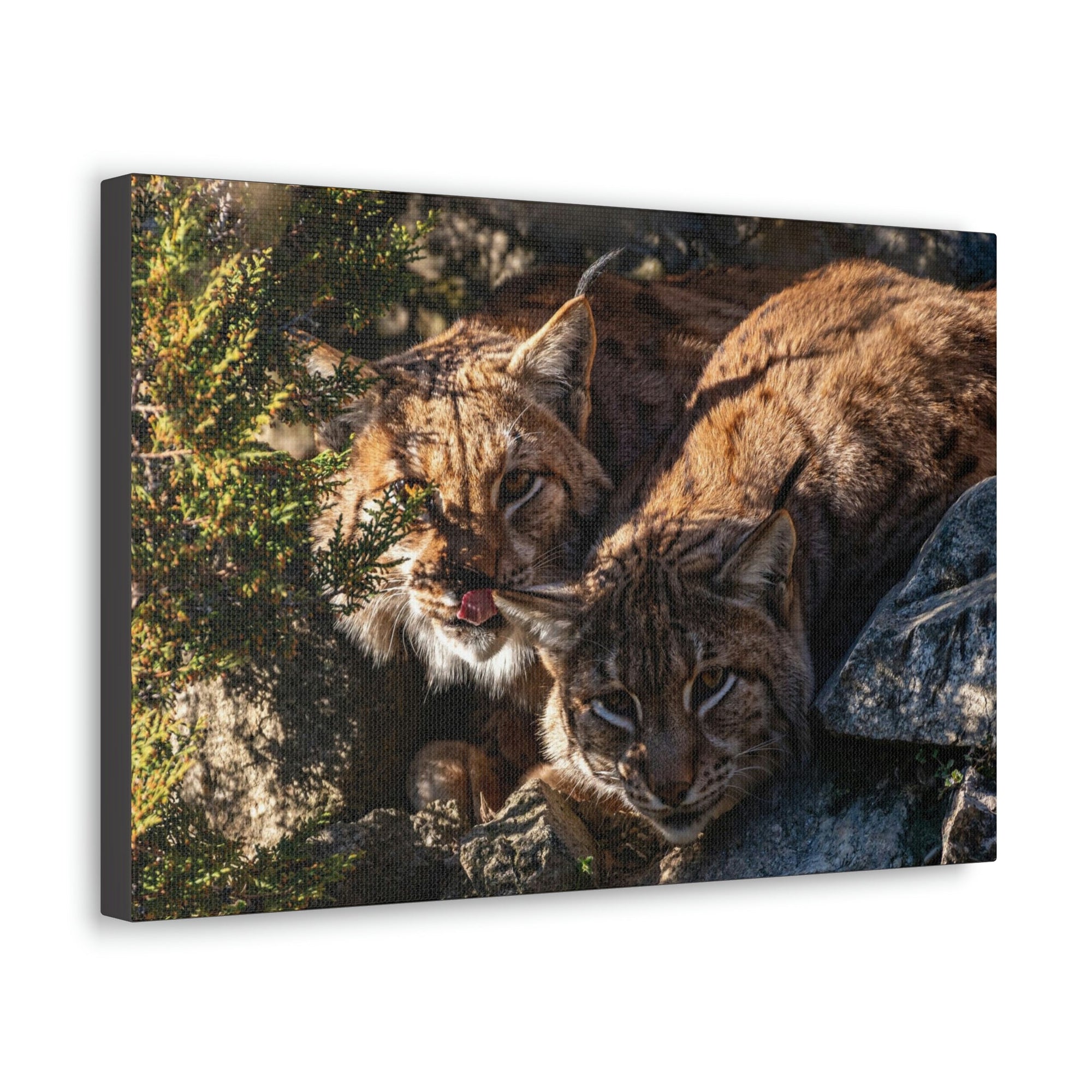 Scripture Walls Wildcat Couple Wildcat Couple Print Animal Wall Art Wildlife Canvas Prints Wall Art Ready to Hang Unframed-Express Your Love Gifts