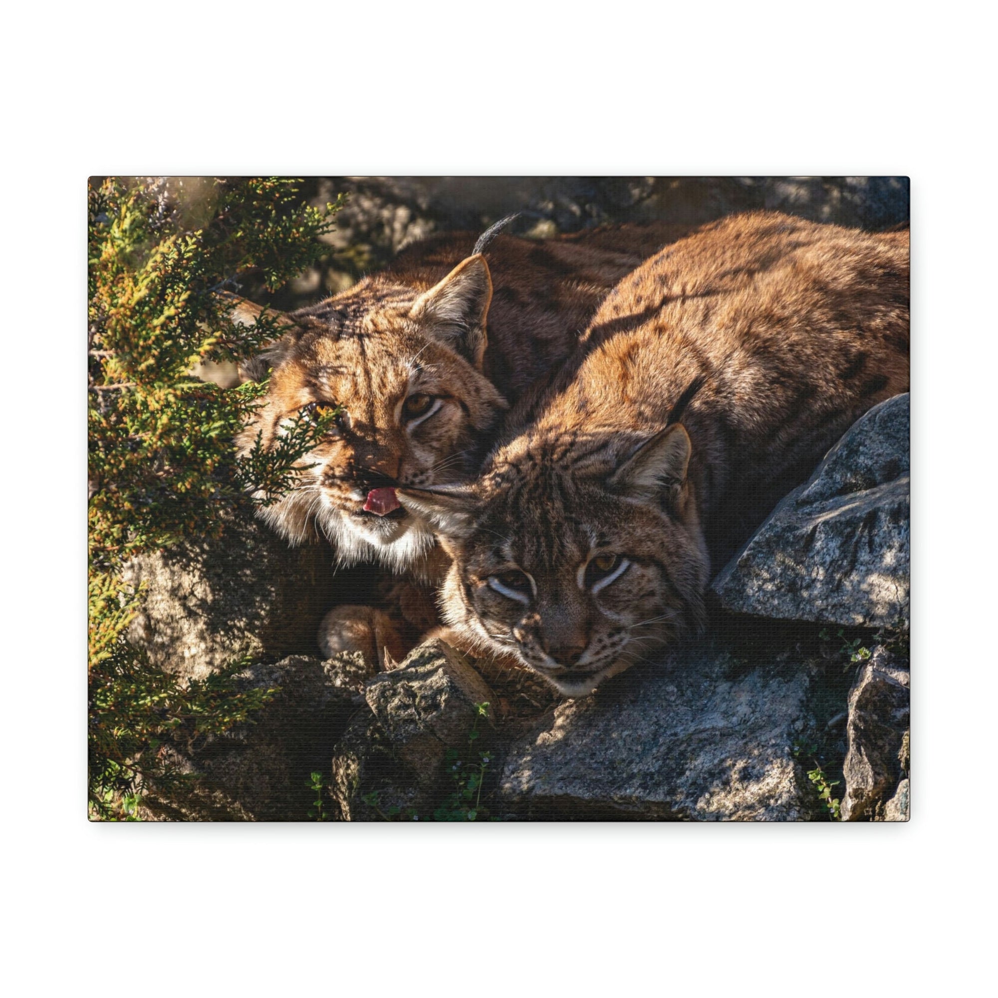 Scripture Walls Wildcat Couple Wildcat Couple Print Animal Wall Art Wildlife Canvas Prints Wall Art Ready to Hang Unframed-Express Your Love Gifts