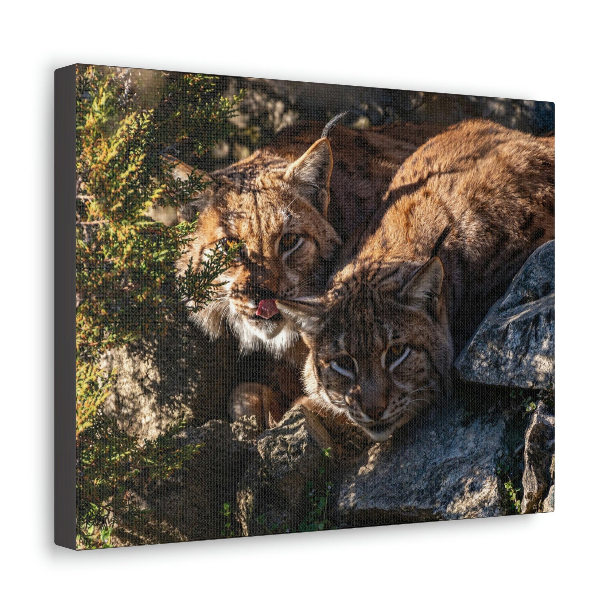 Scripture Walls Wildcat Couple Wildcat Couple Print Animal Wall Art Wildlife Canvas Prints Wall Art Ready to Hang Unframed-Express Your Love Gifts