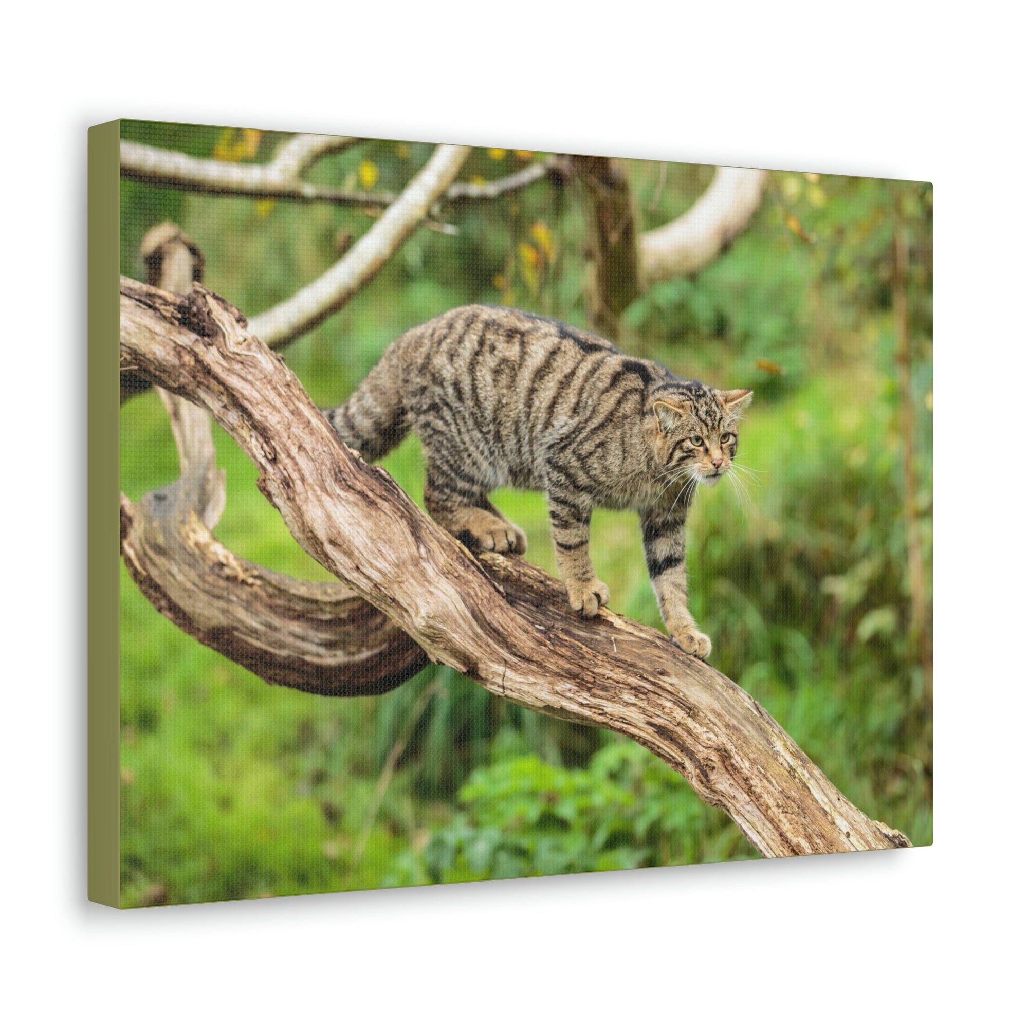 Scripture Walls Wildcat Hunting Wildcat on Hunt Print Animal Wall Art Wildlife Canvas Prints Wall Art Ready to Hang Unframed-Express Your Love Gifts