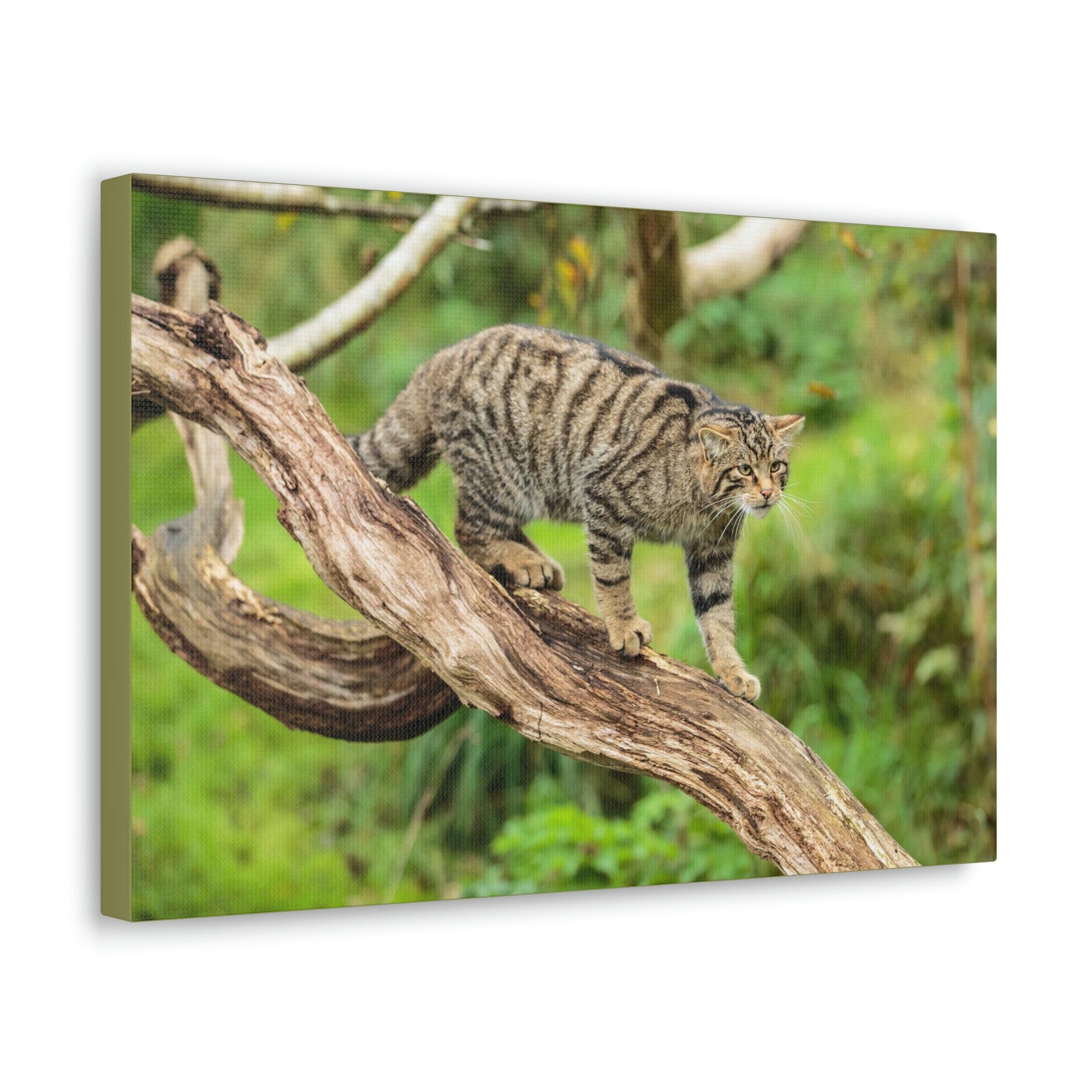 Scripture Walls Wildcat Hunting Wildcat on Hunt Print Animal Wall Art Wildlife Canvas Prints Wall Art Ready to Hang Unframed-Express Your Love Gifts