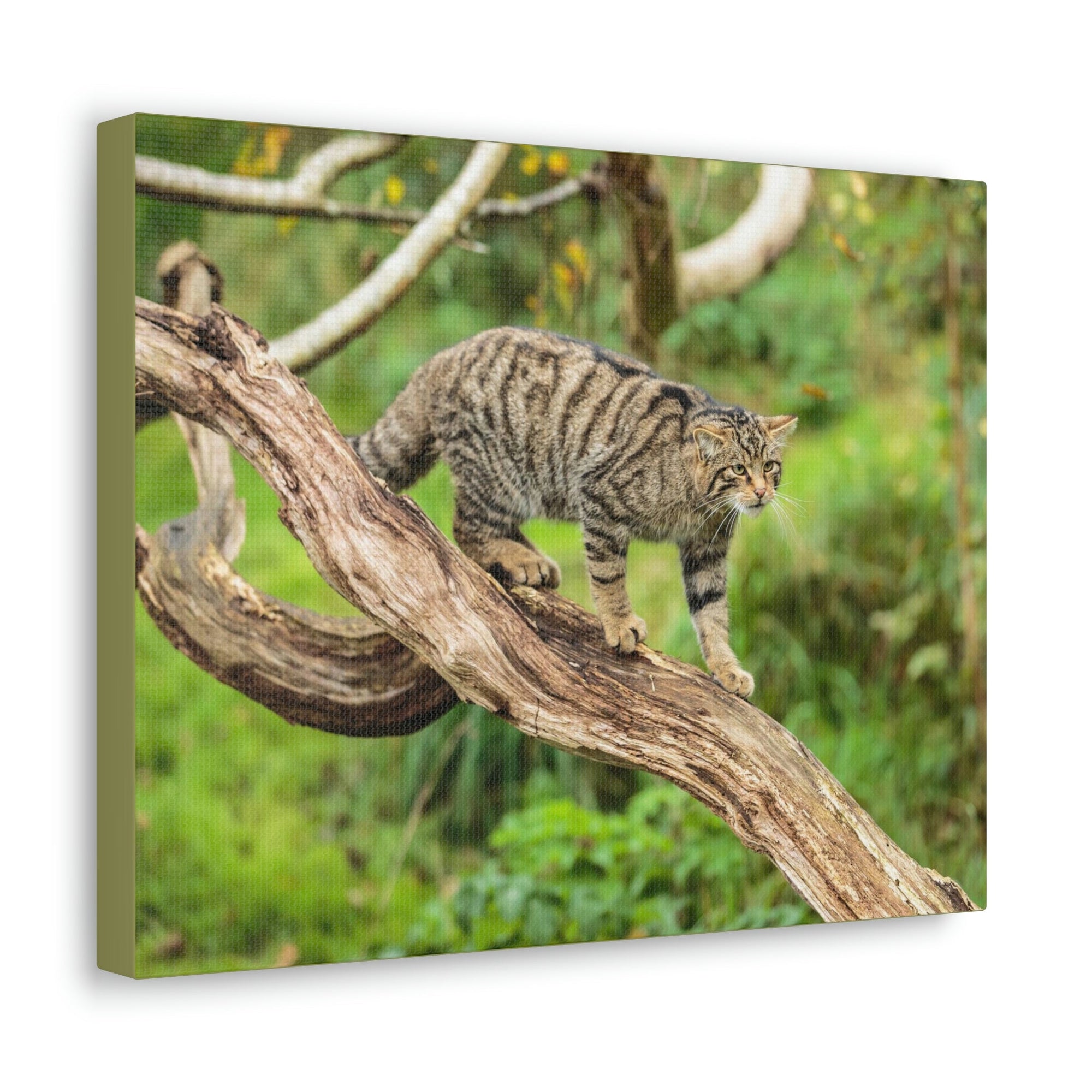 Scripture Walls Wildcat Hunting Wildcat on Hunt Print Animal Wall Art Wildlife Canvas Prints Wall Art Ready to Hang Unframed-Express Your Love Gifts