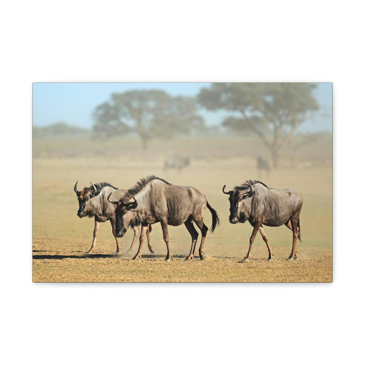 Scripture Walls Wildebeest Group Wildebeest Troop Print Animal Wall Art Wildlife Canvas Prints Wall Art Ready to Hang Unframed-Express Your Love Gifts