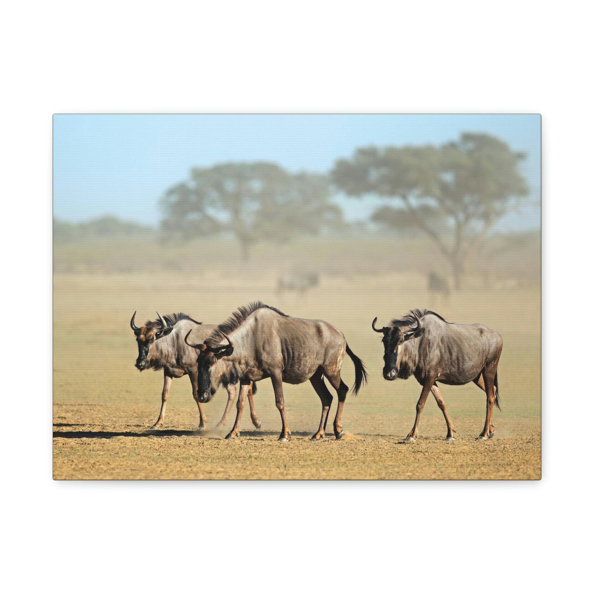 Scripture Walls Wildebeest Group Wildebeest Troop Print Animal Wall Art Wildlife Canvas Prints Wall Art Ready to Hang Unframed-Express Your Love Gifts