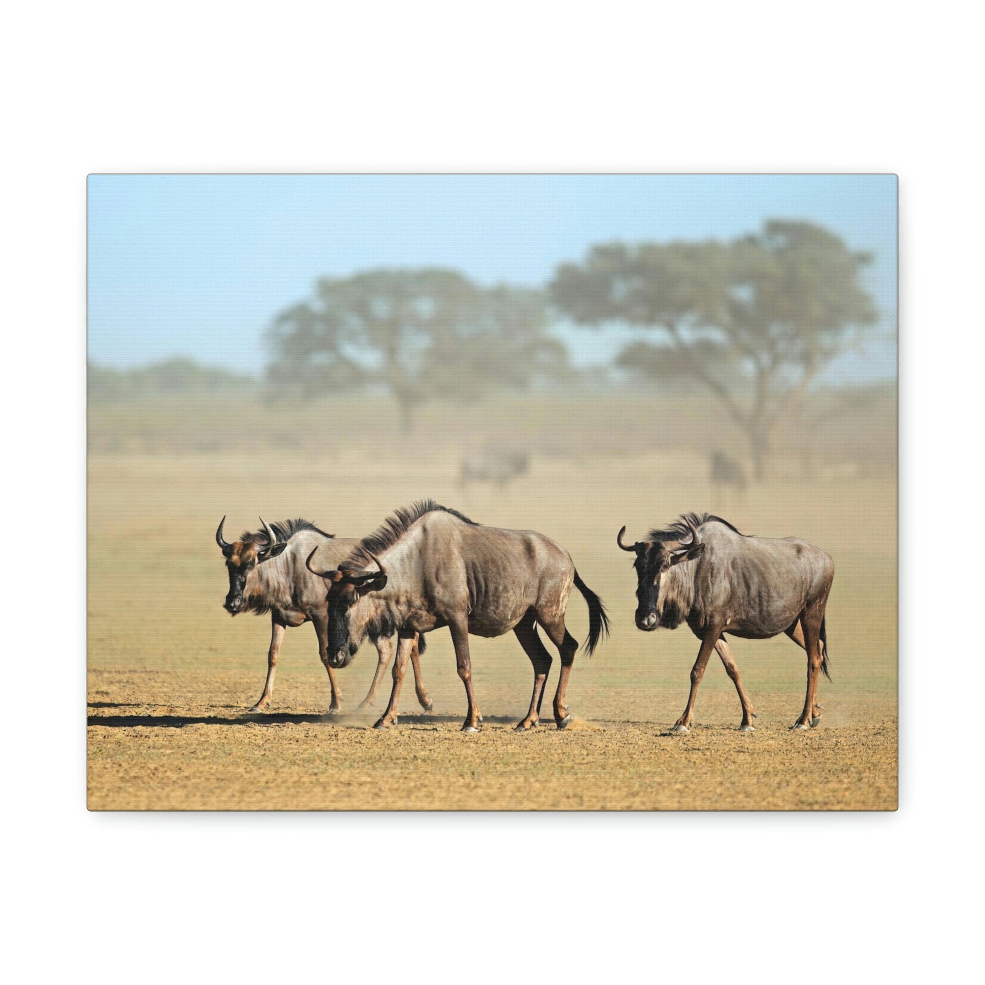 Scripture Walls Wildebeest Group Wildebeest Troop Print Animal Wall Art Wildlife Canvas Prints Wall Art Ready to Hang Unframed-Express Your Love Gifts