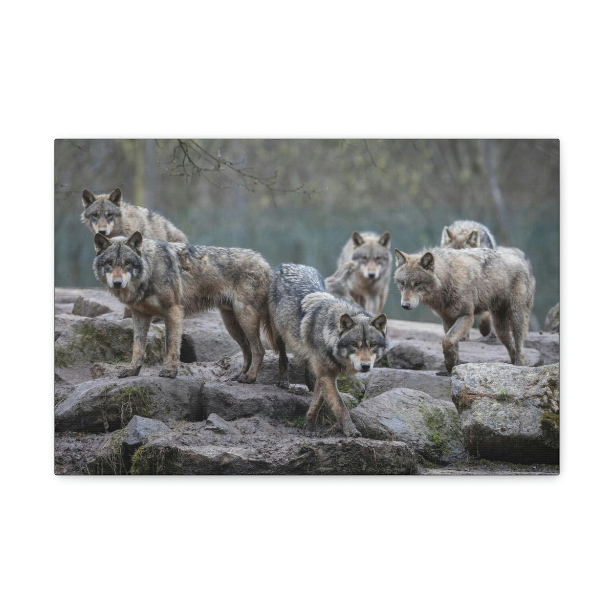 Scripture Walls Wolf Group Wolf Troop Print Animal Wall Art Wildlife Canvas Prints Wall Art Ready to Hang Unframed-Express Your Love Gifts