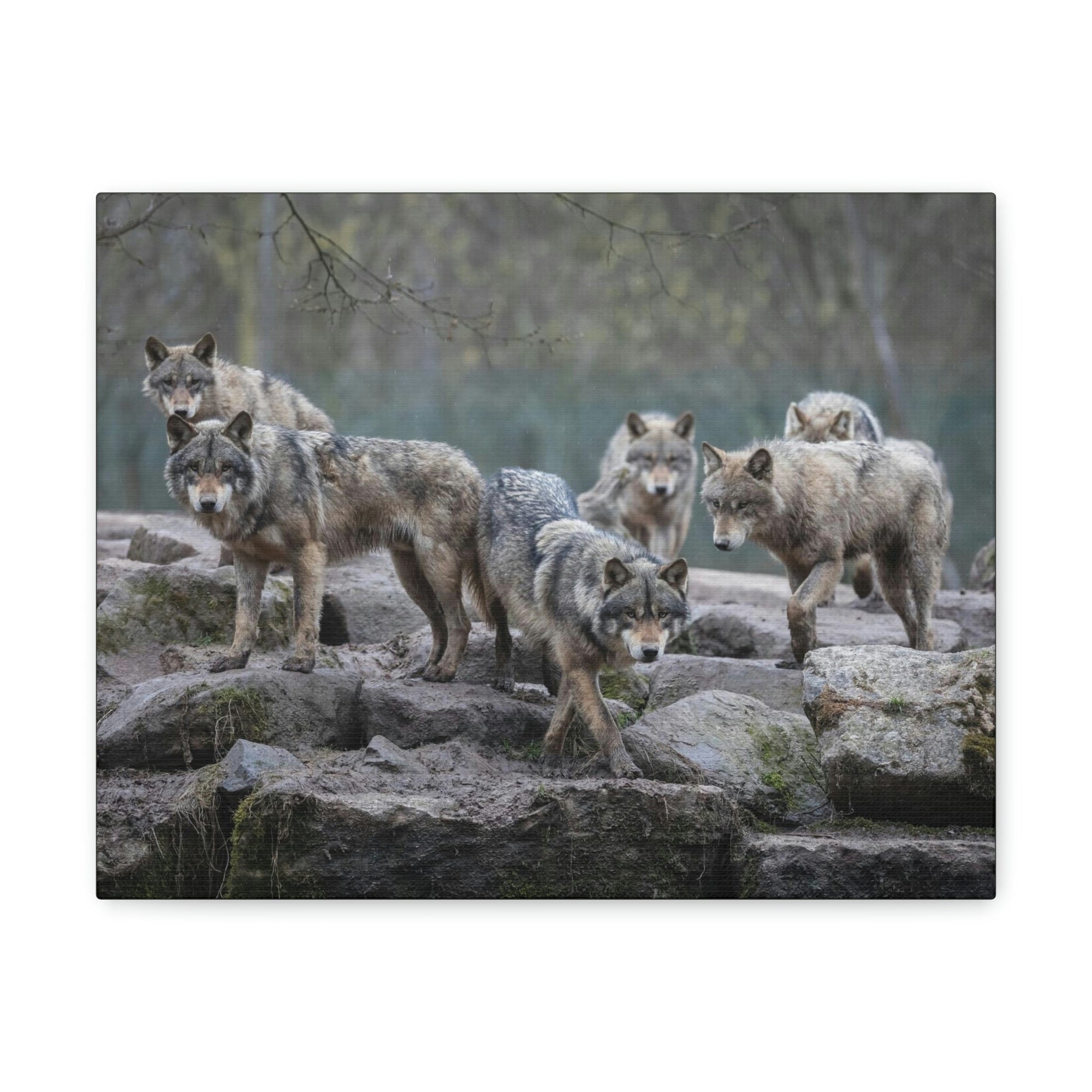 Scripture Walls Wolf Group Wolf Troop Print Animal Wall Art Wildlife Canvas Prints Wall Art Ready to Hang Unframed-Express Your Love Gifts