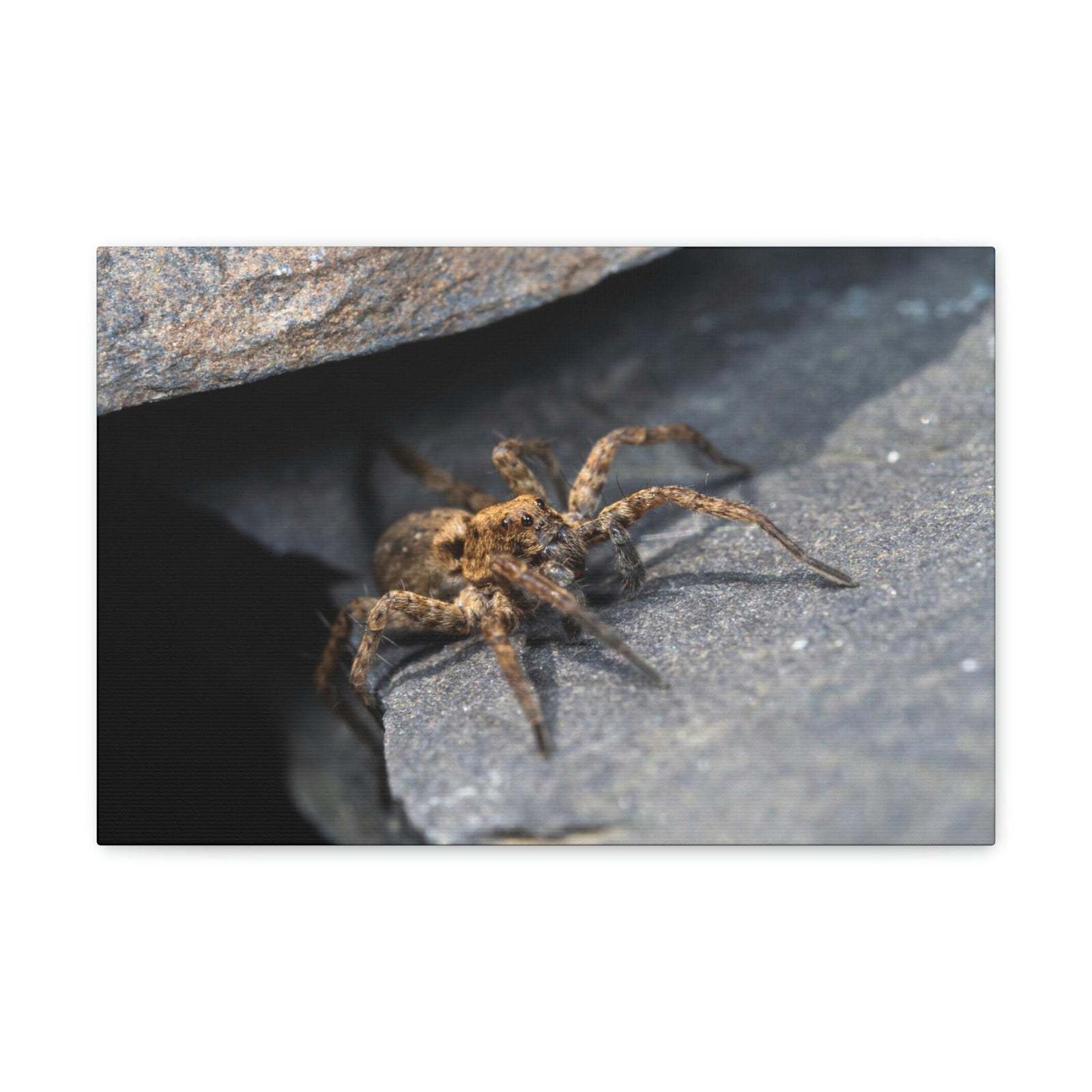 Scripture Walls Wolf Spider Hunting Wolf Spider on Hunt Print Animal Wall Art Wildlife Canvas Prints Wall Art Ready to Hang Unframed-Express Your Love Gifts