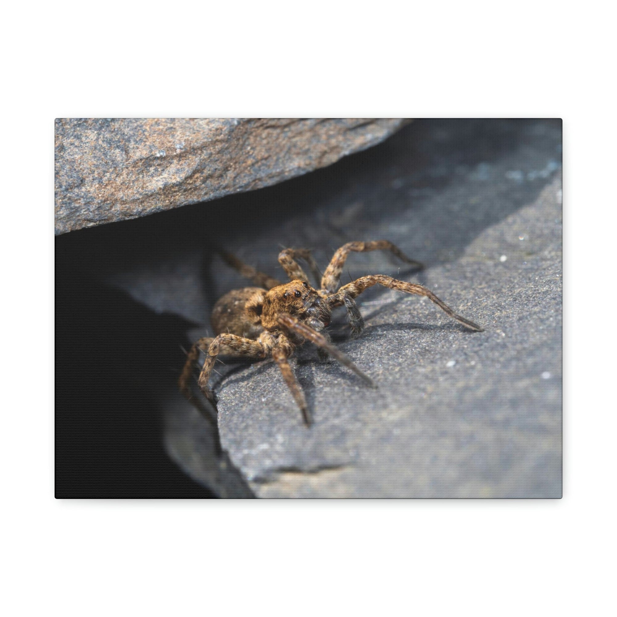 Scripture Walls Wolf Spider Hunting Wolf Spider on Hunt Print Animal Wall Art Wildlife Canvas Prints Wall Art Ready to Hang Unframed-Express Your Love Gifts