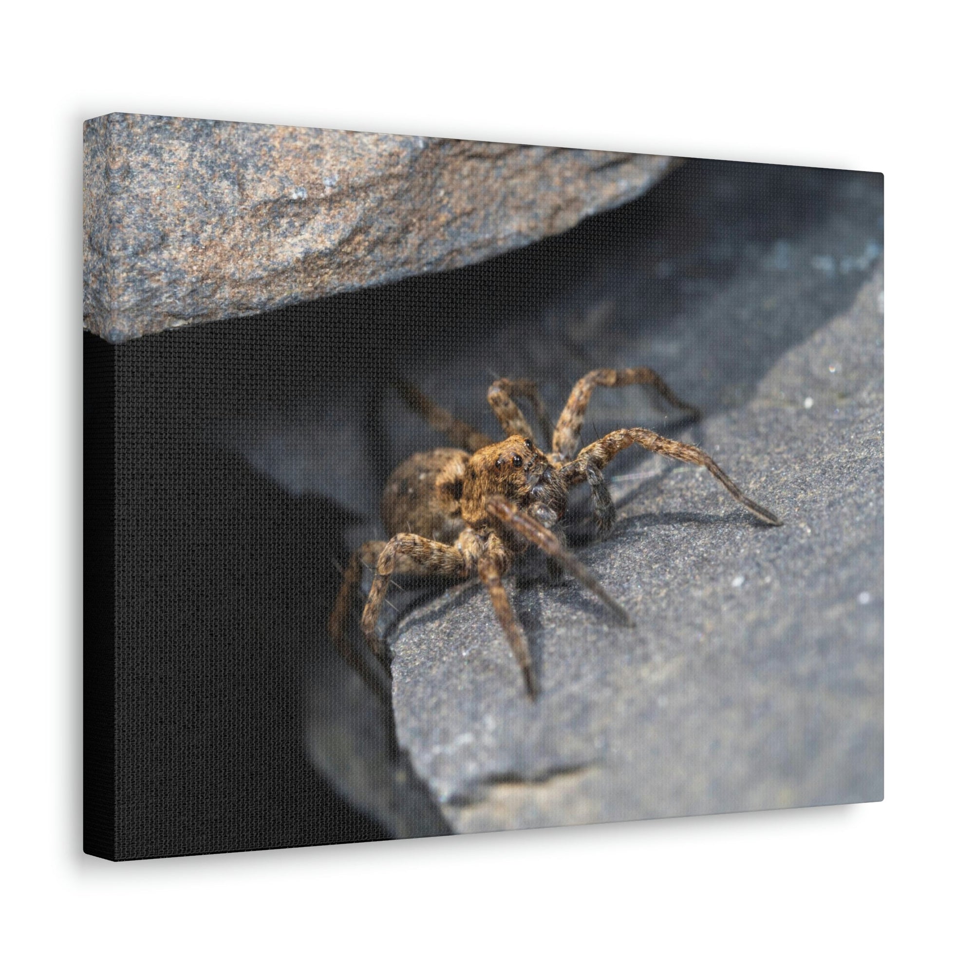 Scripture Walls Wolf Spider Hunting Wolf Spider on Hunt Print Animal Wall Art Wildlife Canvas Prints Wall Art Ready to Hang Unframed-Express Your Love Gifts