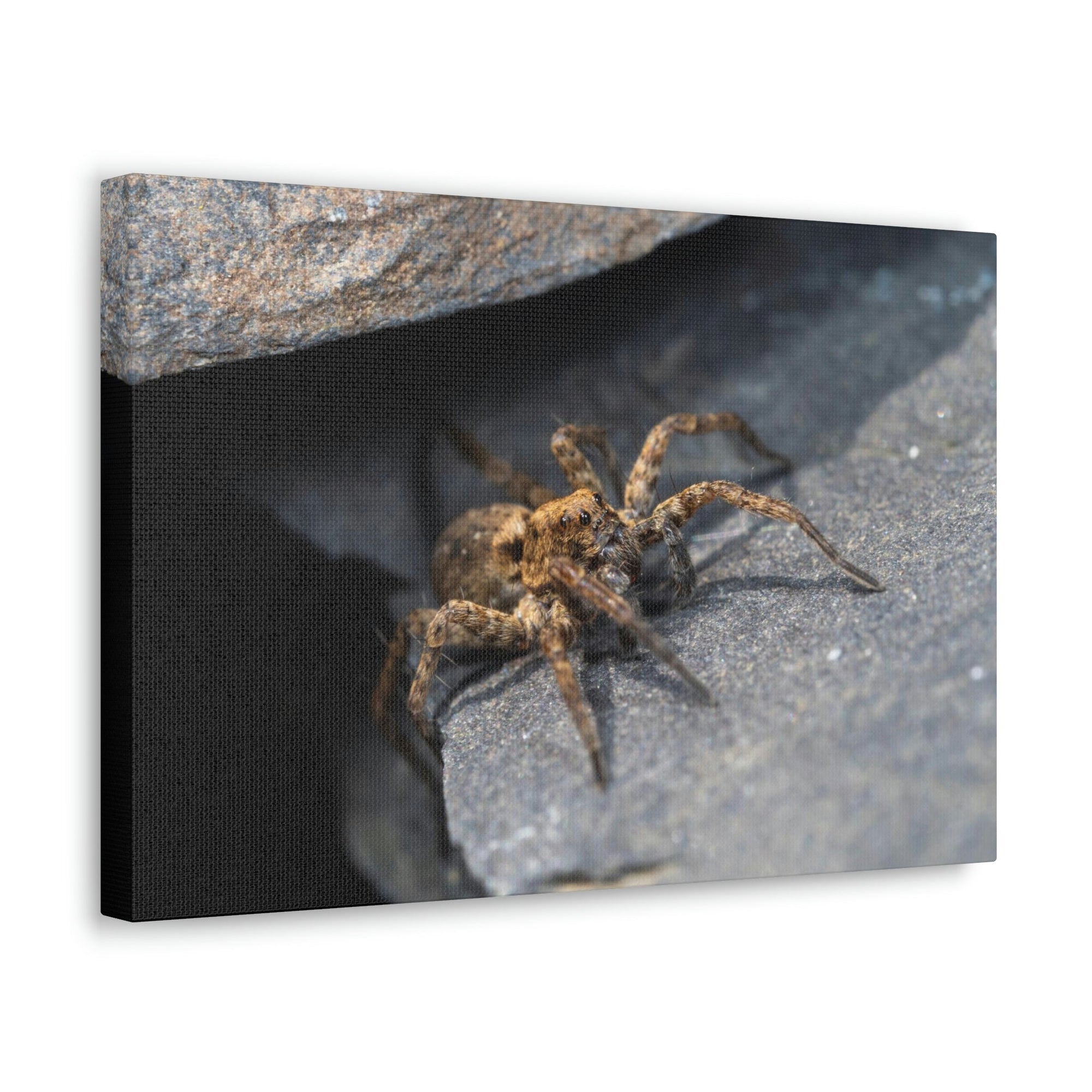 Scripture Walls Wolf Spider Hunting Wolf Spider on Hunt Print Animal Wall Art Wildlife Canvas Prints Wall Art Ready to Hang Unframed-Express Your Love Gifts