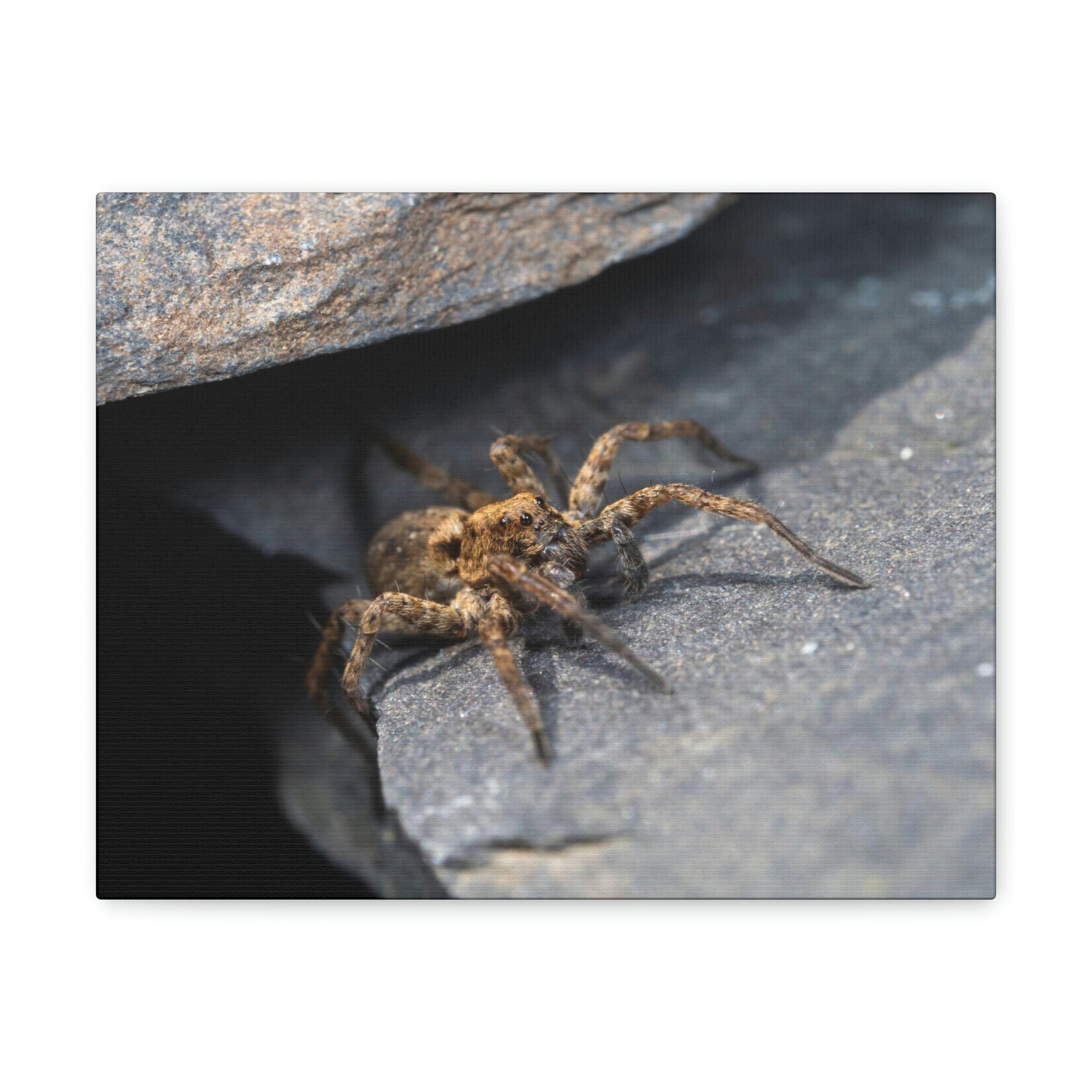 Scripture Walls Wolf Spider Hunting Wolf Spider on Hunt Print Animal Wall Art Wildlife Canvas Prints Wall Art Ready to Hang Unframed-Express Your Love Gifts