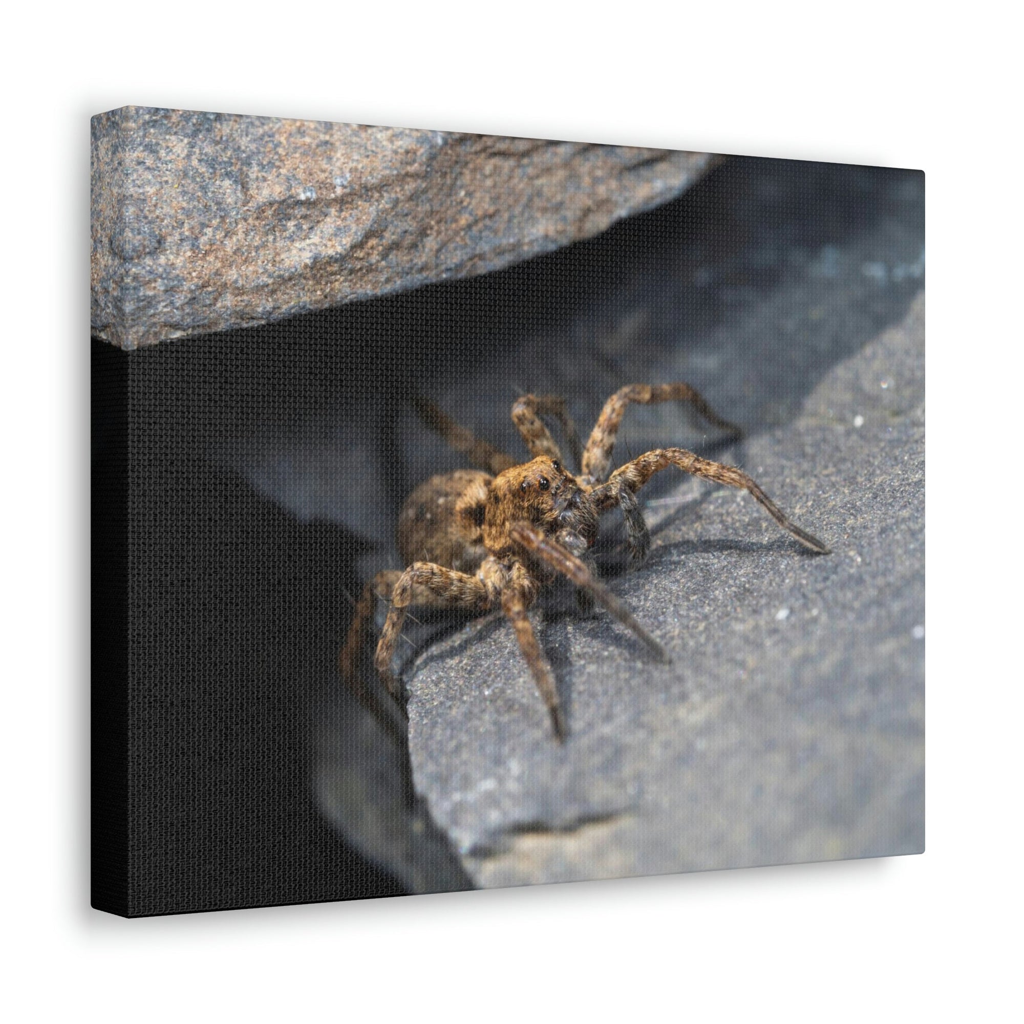 Scripture Walls Wolf Spider Hunting Wolf Spider on Hunt Print Animal Wall Art Wildlife Canvas Prints Wall Art Ready to Hang Unframed-Express Your Love Gifts