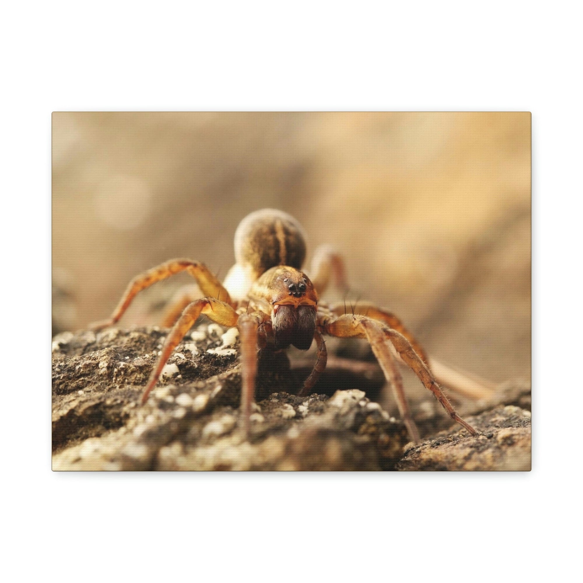 Scripture Walls Wolf Spider on the Rocks Up Close Print Animal Wall Art Wildlife Canvas Prints Wall Art Ready to Hang Unframed-Express Your Love Gifts