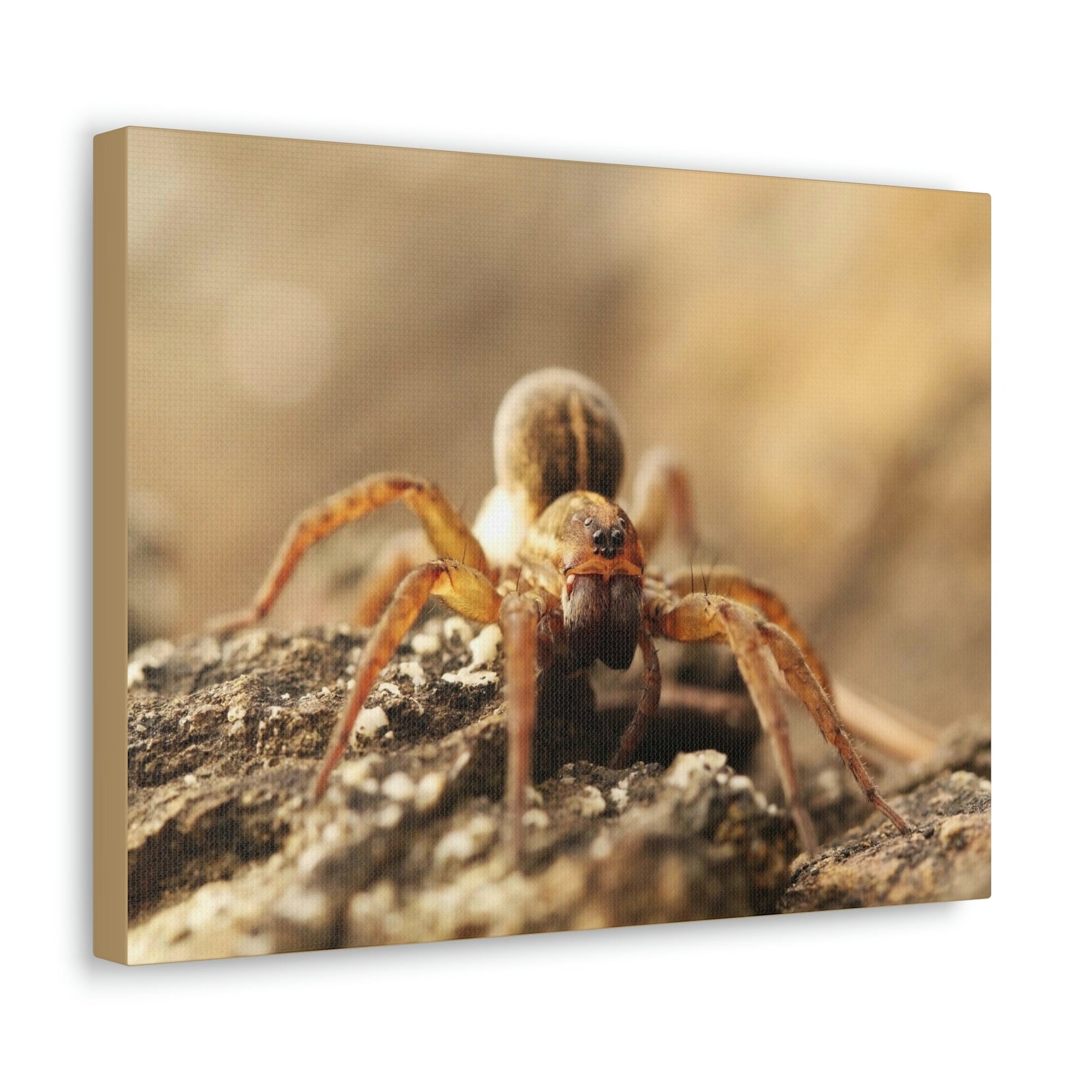 Scripture Walls Wolf Spider on the Rocks Up Close Print Animal Wall Art Wildlife Canvas Prints Wall Art Ready to Hang Unframed-Express Your Love Gifts