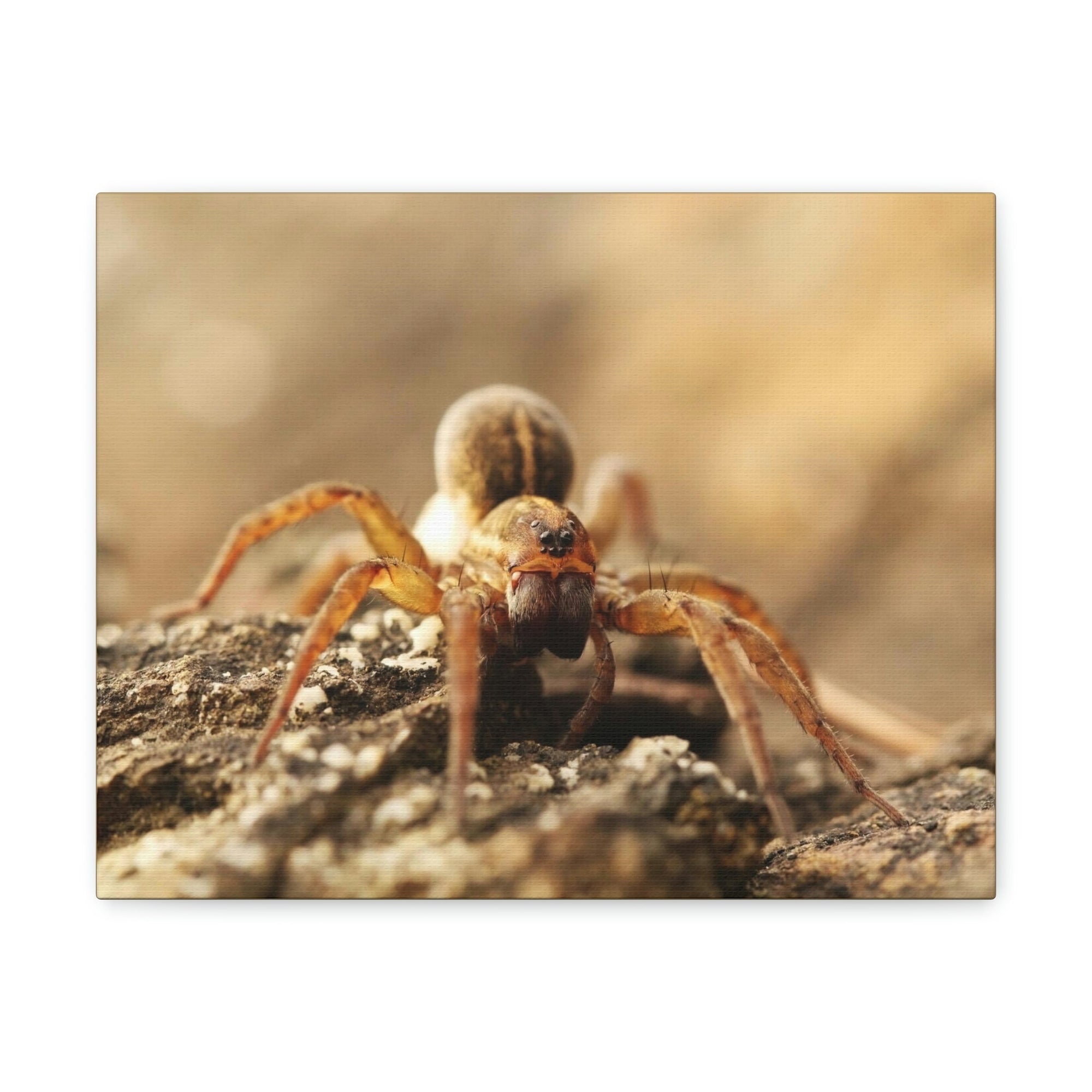 Scripture Walls Wolf Spider on the Rocks Up Close Print Animal Wall Art Wildlife Canvas Prints Wall Art Ready to Hang Unframed-Express Your Love Gifts