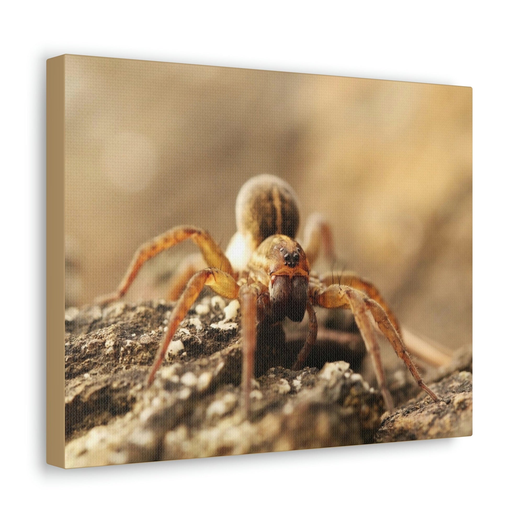 Scripture Walls Wolf Spider on the Rocks Up Close Print Animal Wall Art Wildlife Canvas Prints Wall Art Ready to Hang Unframed-Express Your Love Gifts