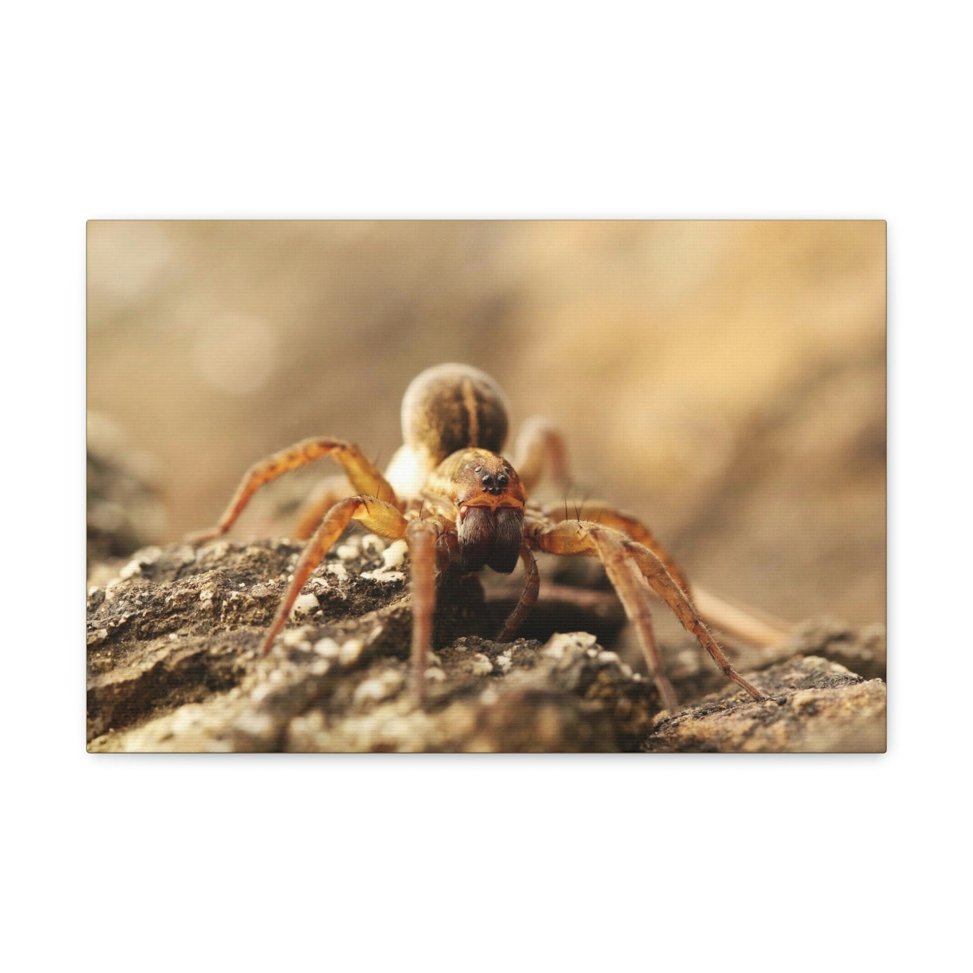 Scripture Walls Wolf Spider on the Rocks Up Close Print Animal Wall Art Wildlife Canvas Prints Wall Art Ready to Hang Unframed-Express Your Love Gifts