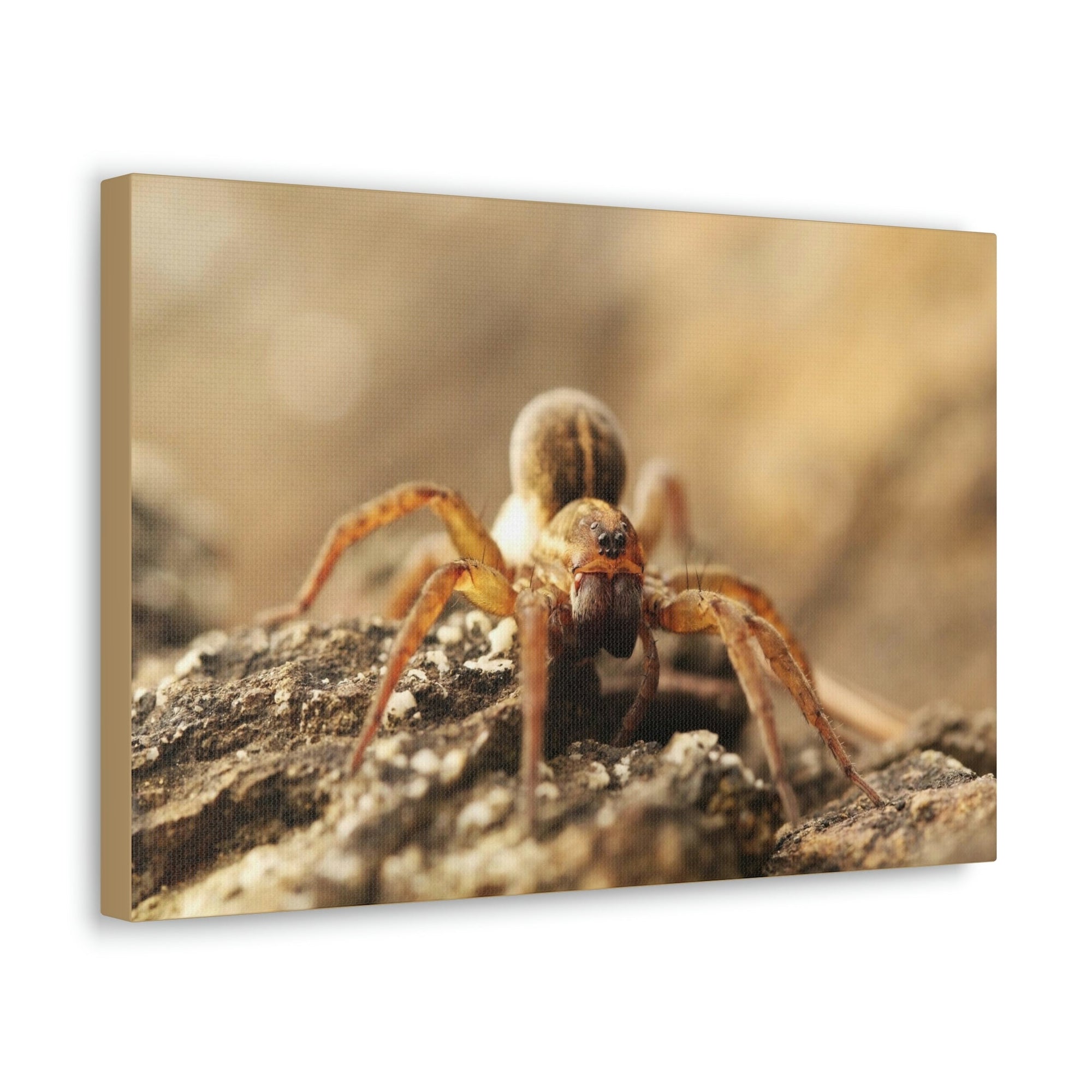 Scripture Walls Wolf Spider on the Rocks Up Close Print Animal Wall Art Wildlife Canvas Prints Wall Art Ready to Hang Unframed-Express Your Love Gifts