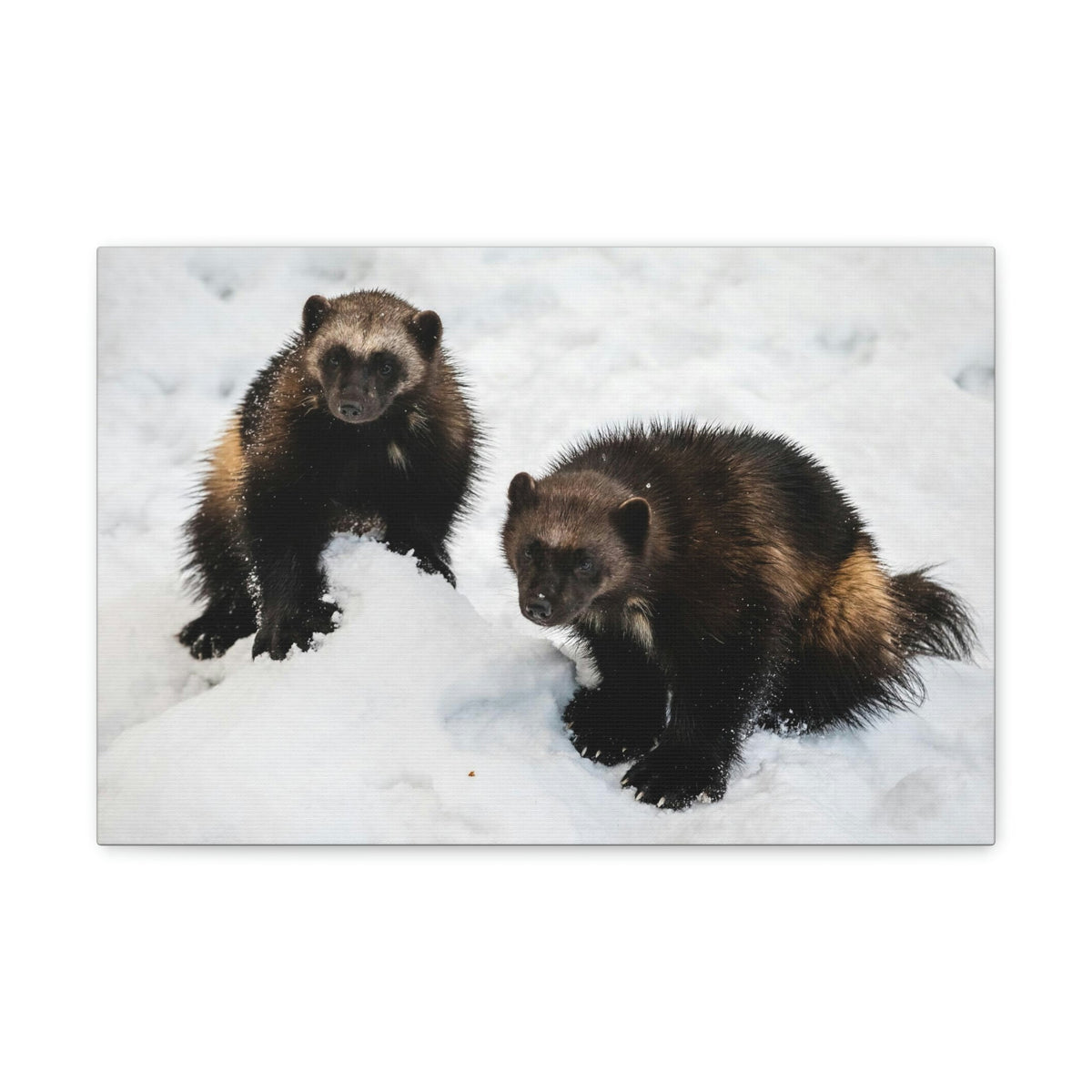 Scripture Walls Wolverine Couple Wolverine Couple Print Animal Wall Art Wildlife Canvas Prints Wall Art Ready to Hang Unframed-Express Your Love Gifts