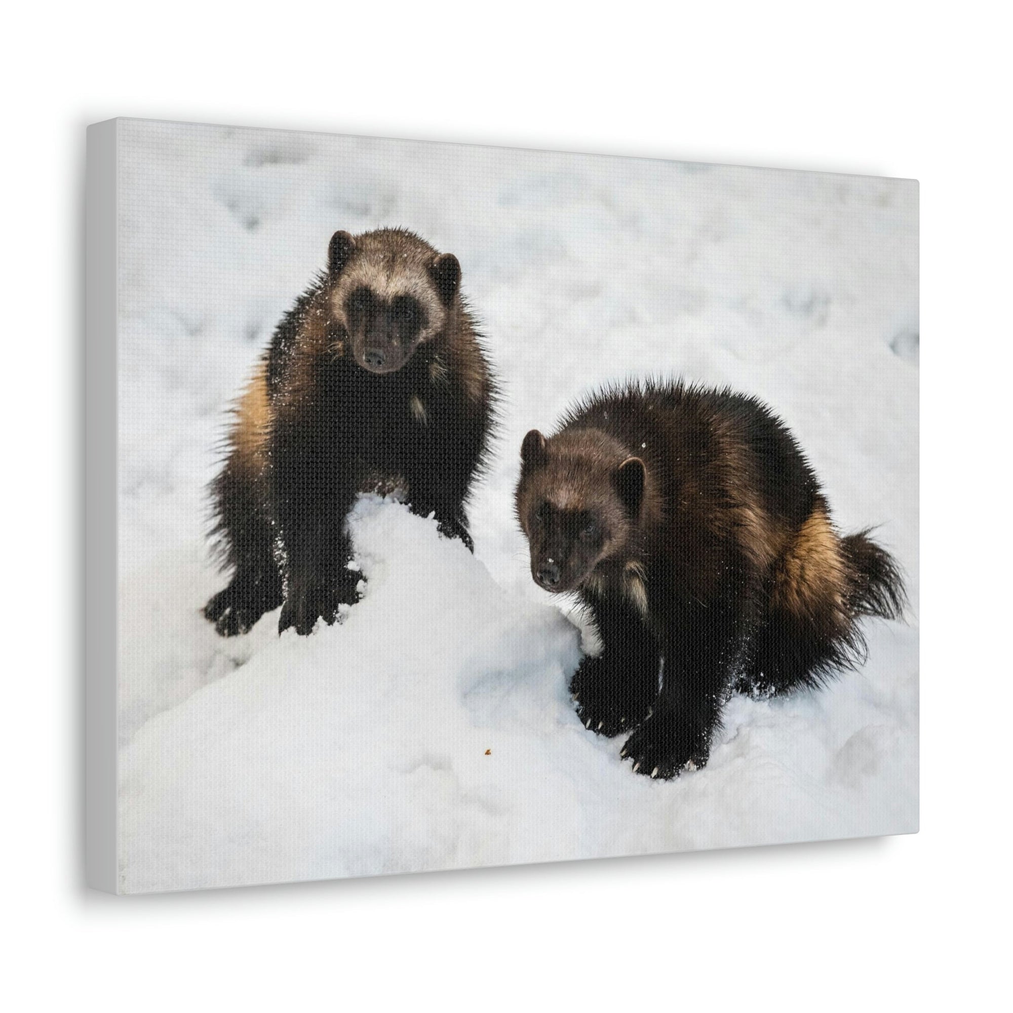 Scripture Walls Wolverine Couple Wolverine Couple Print Animal Wall Art Wildlife Canvas Prints Wall Art Ready to Hang Unframed-Express Your Love Gifts