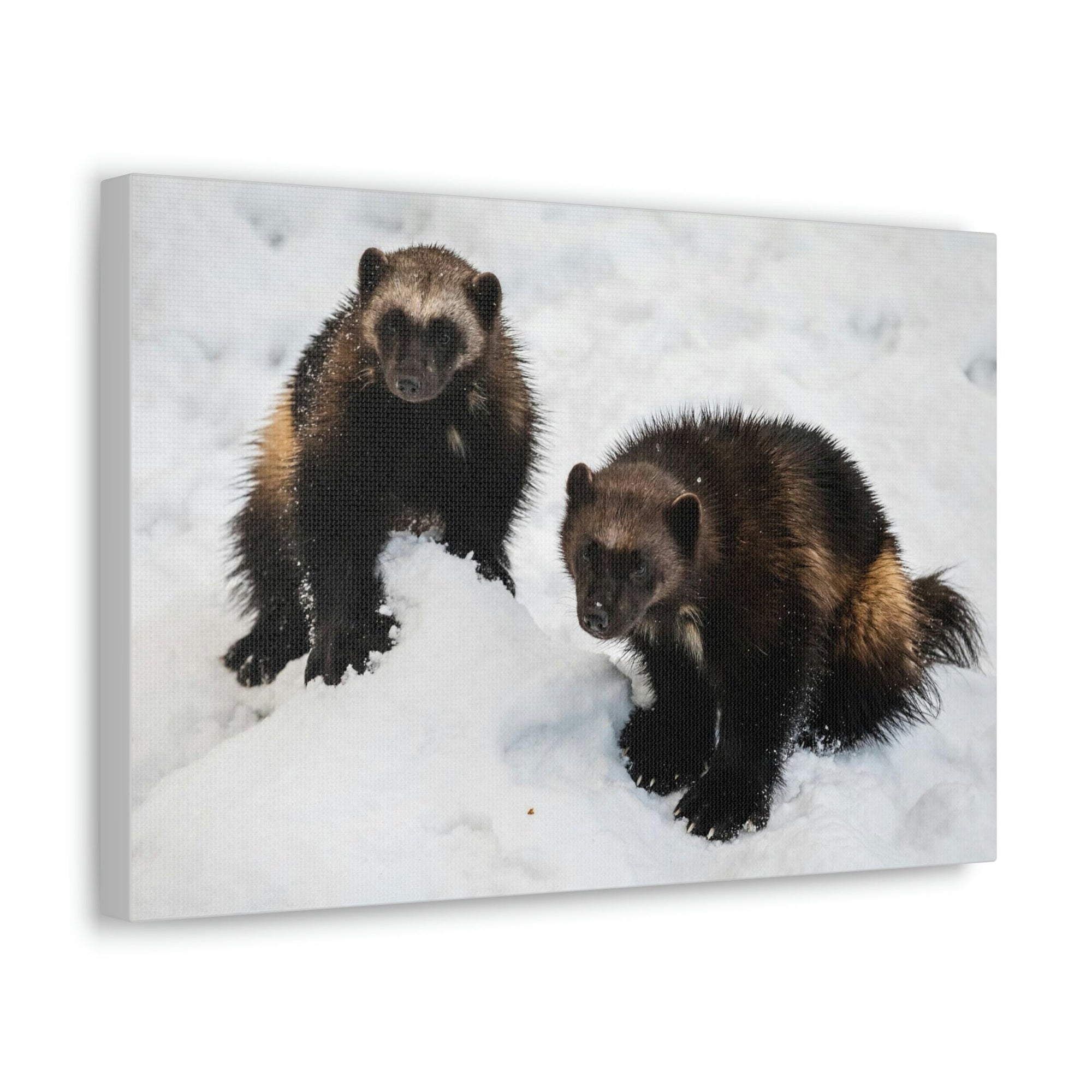 Scripture Walls Wolverine Couple Wolverine Couple Print Animal Wall Art Wildlife Canvas Prints Wall Art Ready to Hang Unframed-Express Your Love Gifts