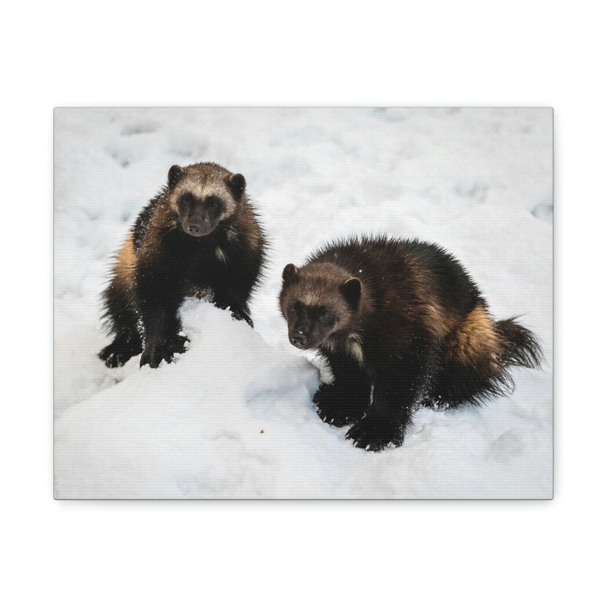 Scripture Walls Wolverine Couple Wolverine Couple Print Animal Wall Art Wildlife Canvas Prints Wall Art Ready to Hang Unframed-Express Your Love Gifts