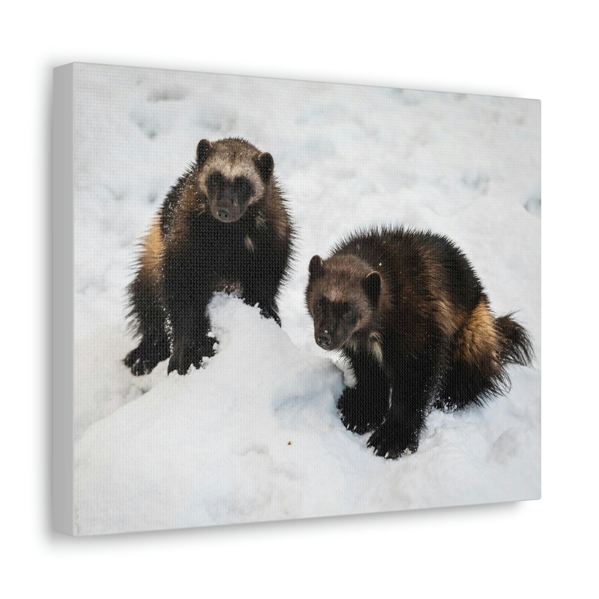 Scripture Walls Wolverine Couple Wolverine Couple Print Animal Wall Art Wildlife Canvas Prints Wall Art Ready to Hang Unframed-Express Your Love Gifts