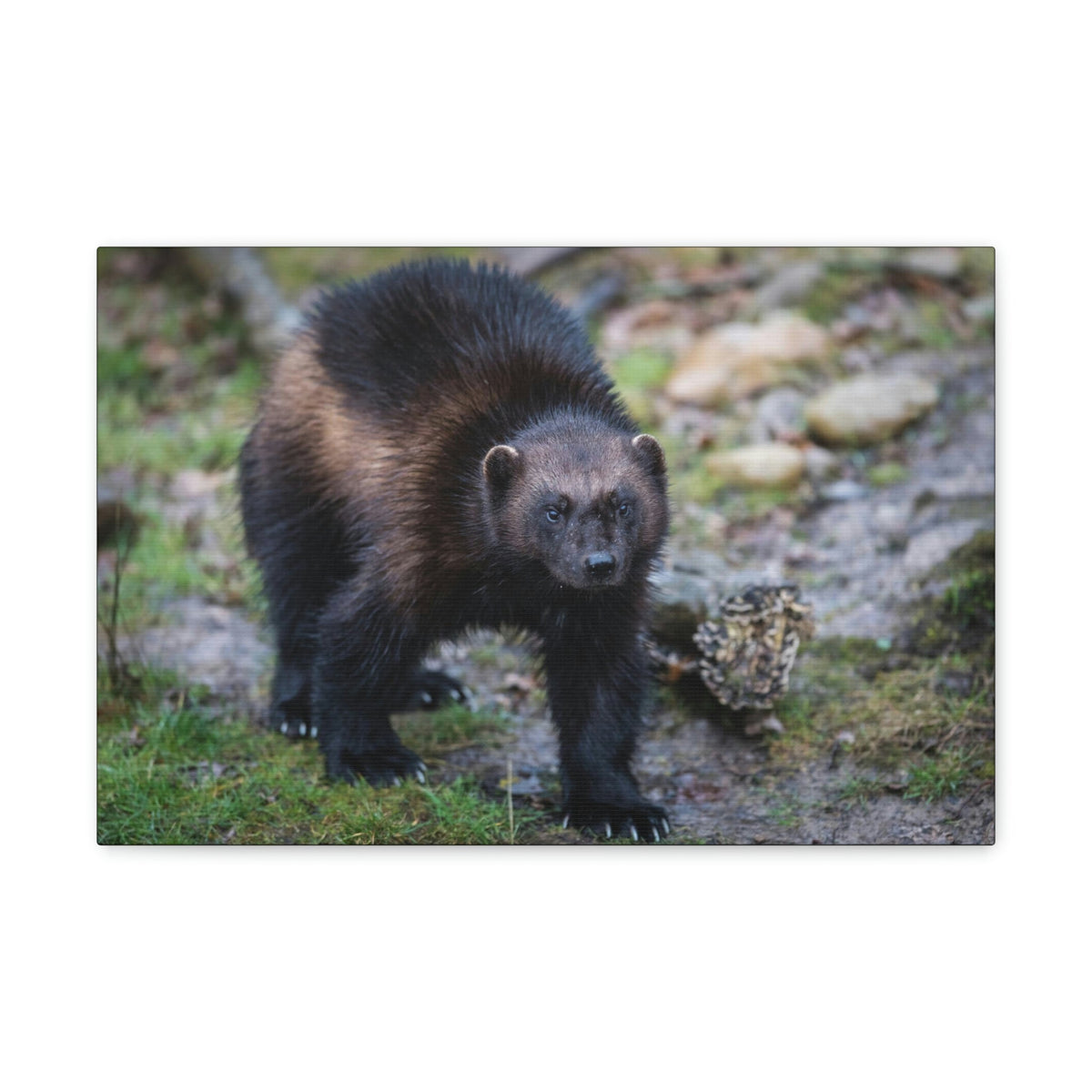 Scripture Walls Wolverine Hunting Wolverine on Hunt Print Animal Wall Art Wildlife Canvas Prints Wall Art Ready to Hang Unframed-Express Your Love Gifts