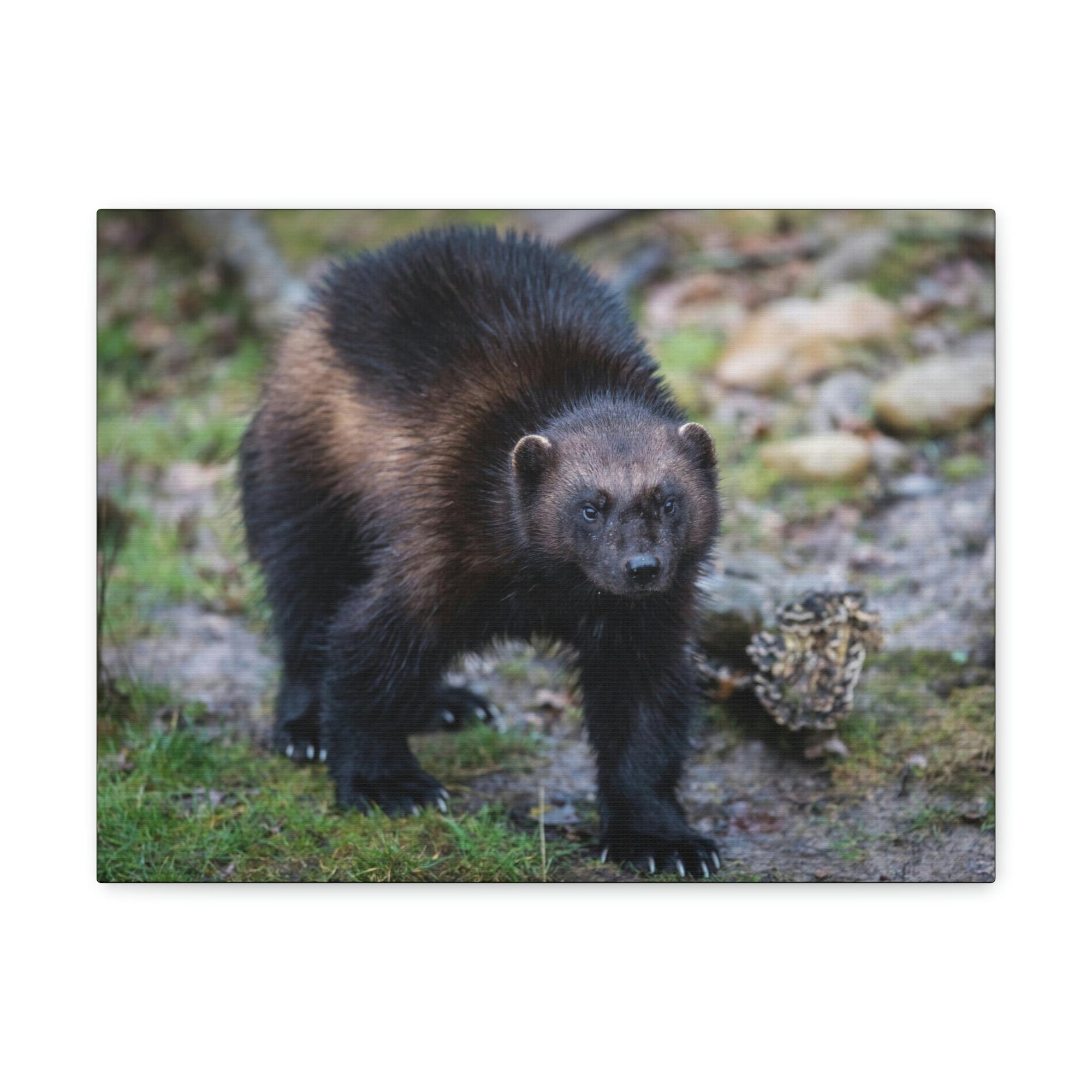 Scripture Walls Wolverine Hunting Wolverine on Hunt Print Animal Wall Art Wildlife Canvas Prints Wall Art Ready to Hang Unframed-Express Your Love Gifts