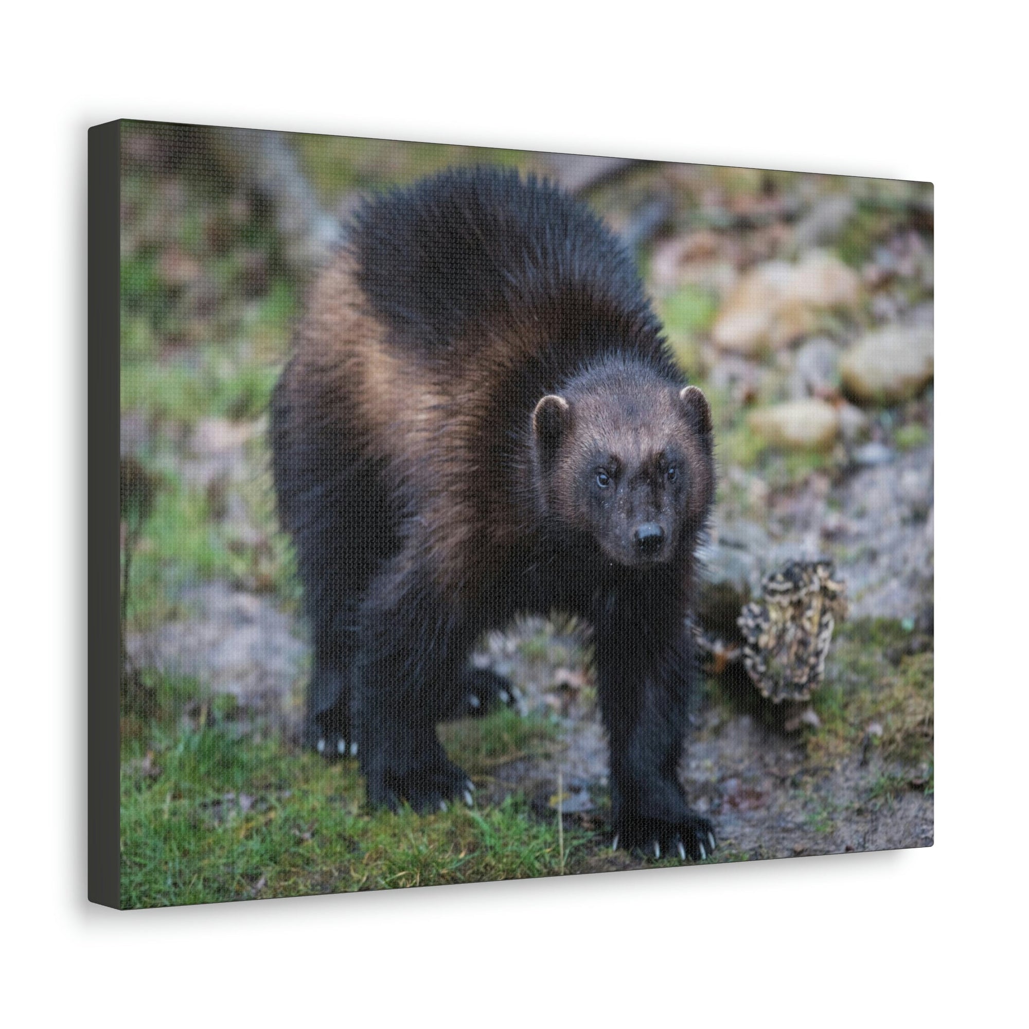 Scripture Walls Wolverine Hunting Wolverine on Hunt Print Animal Wall Art Wildlife Canvas Prints Wall Art Ready to Hang Unframed-Express Your Love Gifts