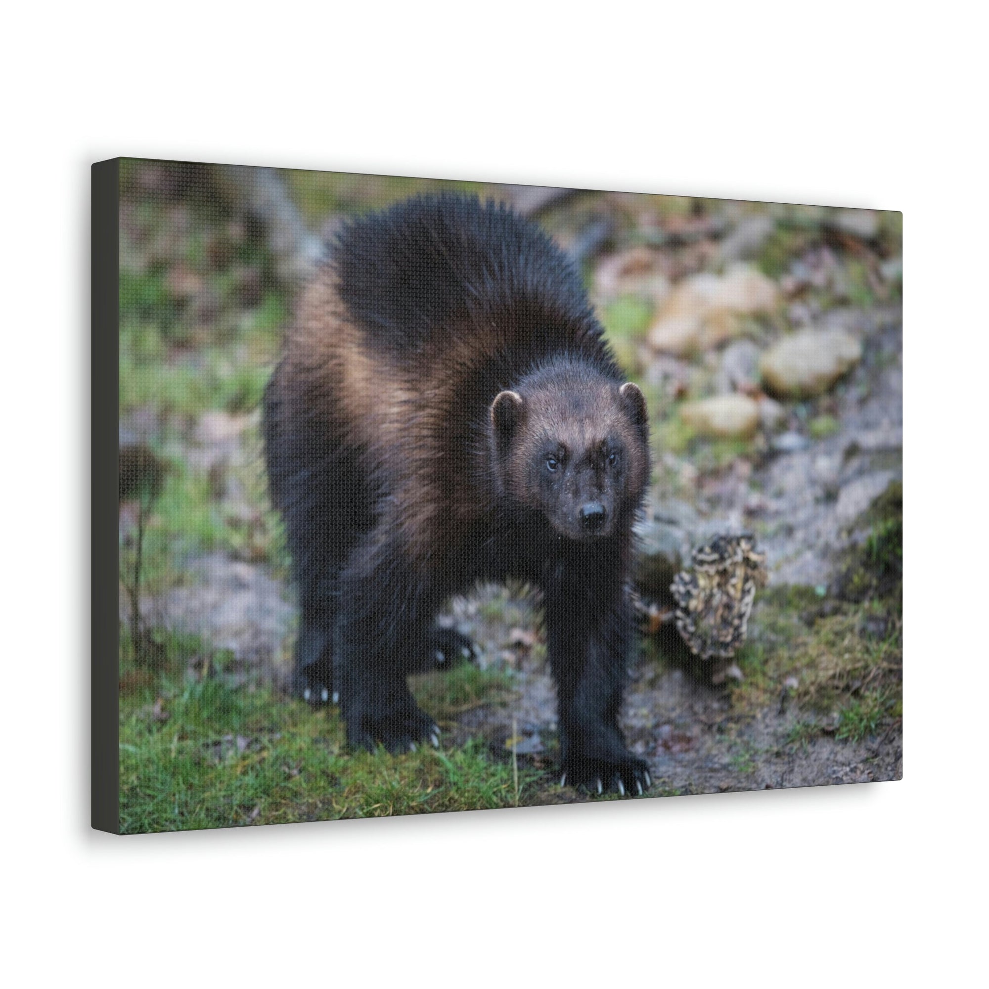 Scripture Walls Wolverine Hunting Wolverine on Hunt Print Animal Wall Art Wildlife Canvas Prints Wall Art Ready to Hang Unframed-Express Your Love Gifts