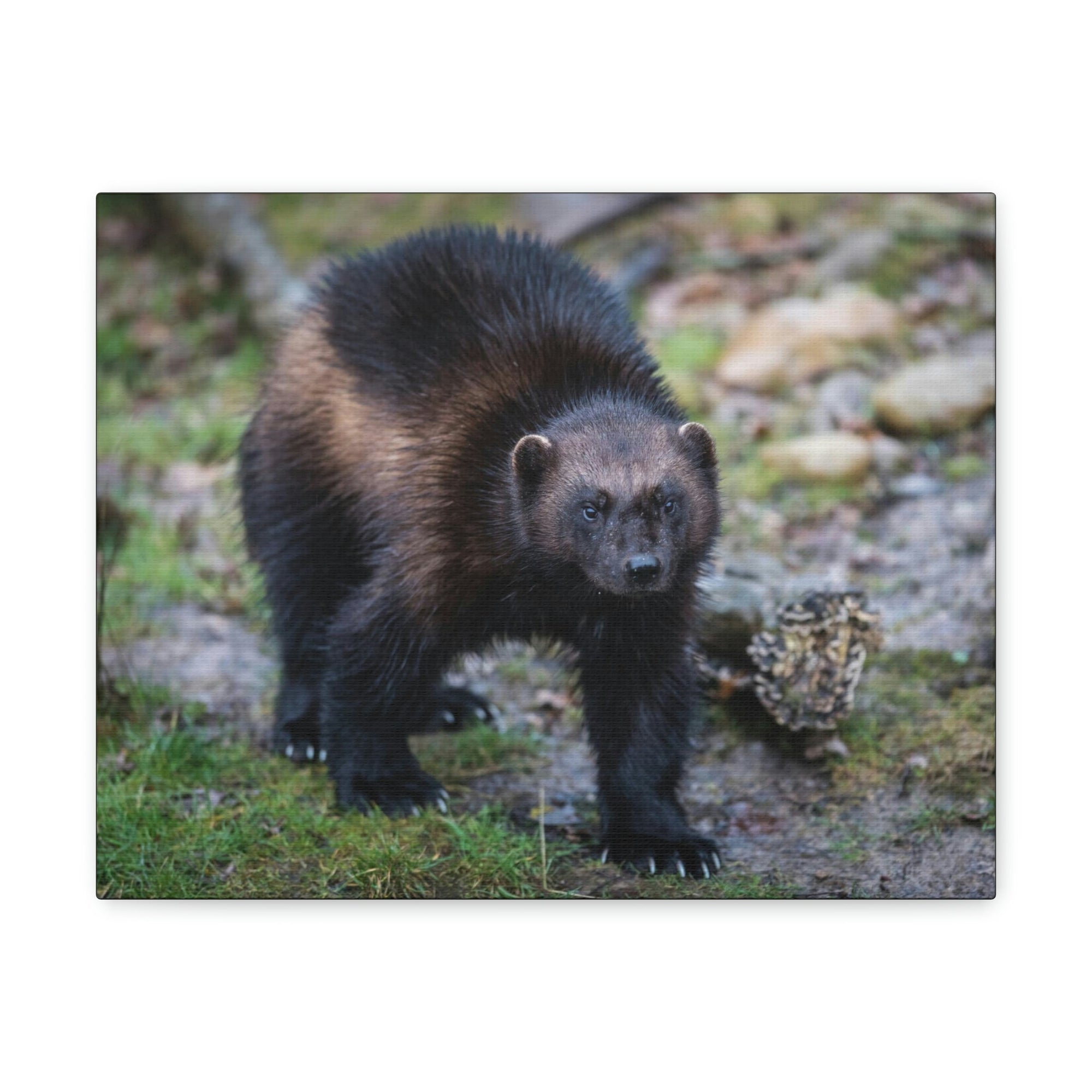 Scripture Walls Wolverine Hunting Wolverine on Hunt Print Animal Wall Art Wildlife Canvas Prints Wall Art Ready to Hang Unframed-Express Your Love Gifts