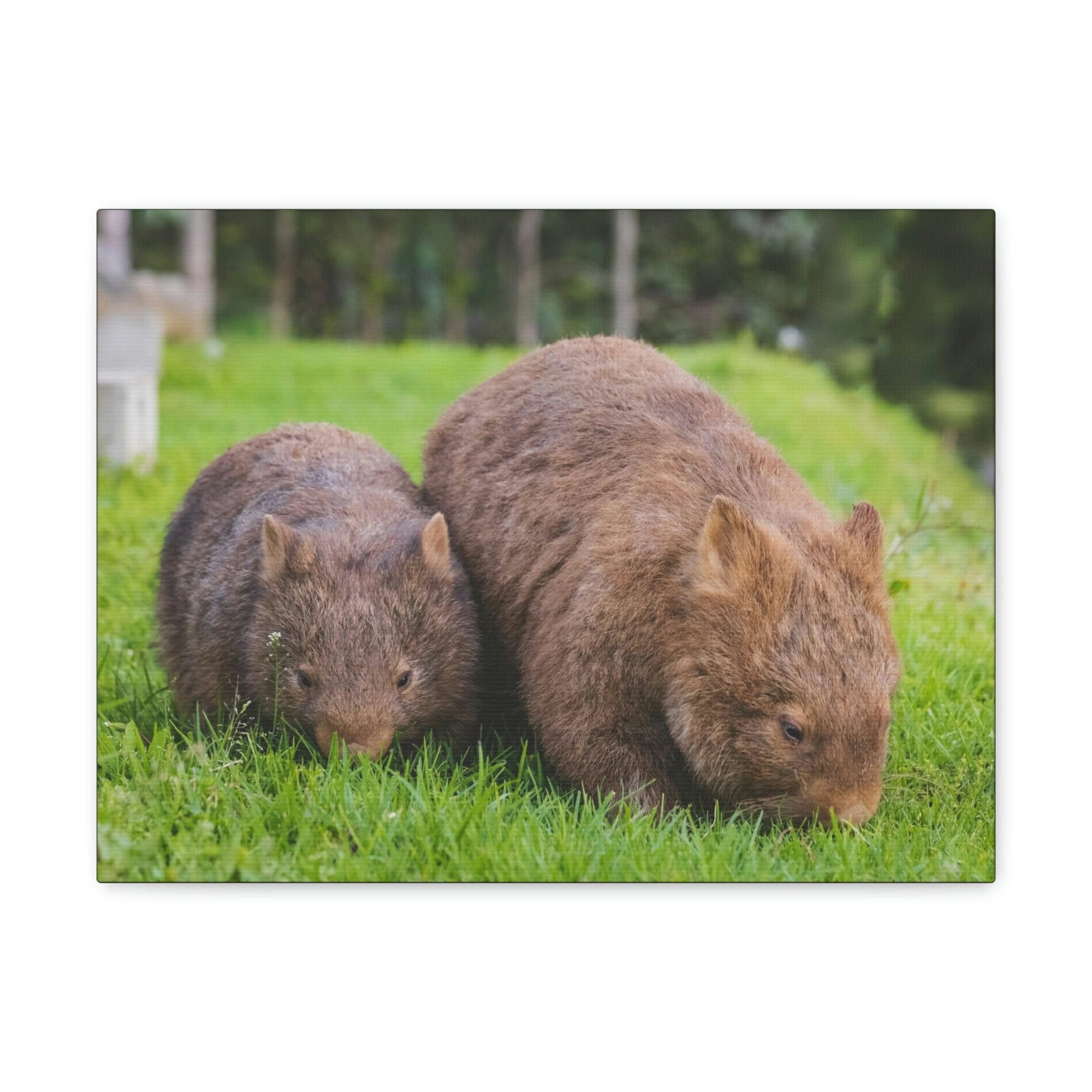 Scripture Walls Wombat Couple Wombat Couple Print Animal Wall Art Wildlife Canvas Prints Wall Art Ready to Hang Unframed-Express Your Love Gifts