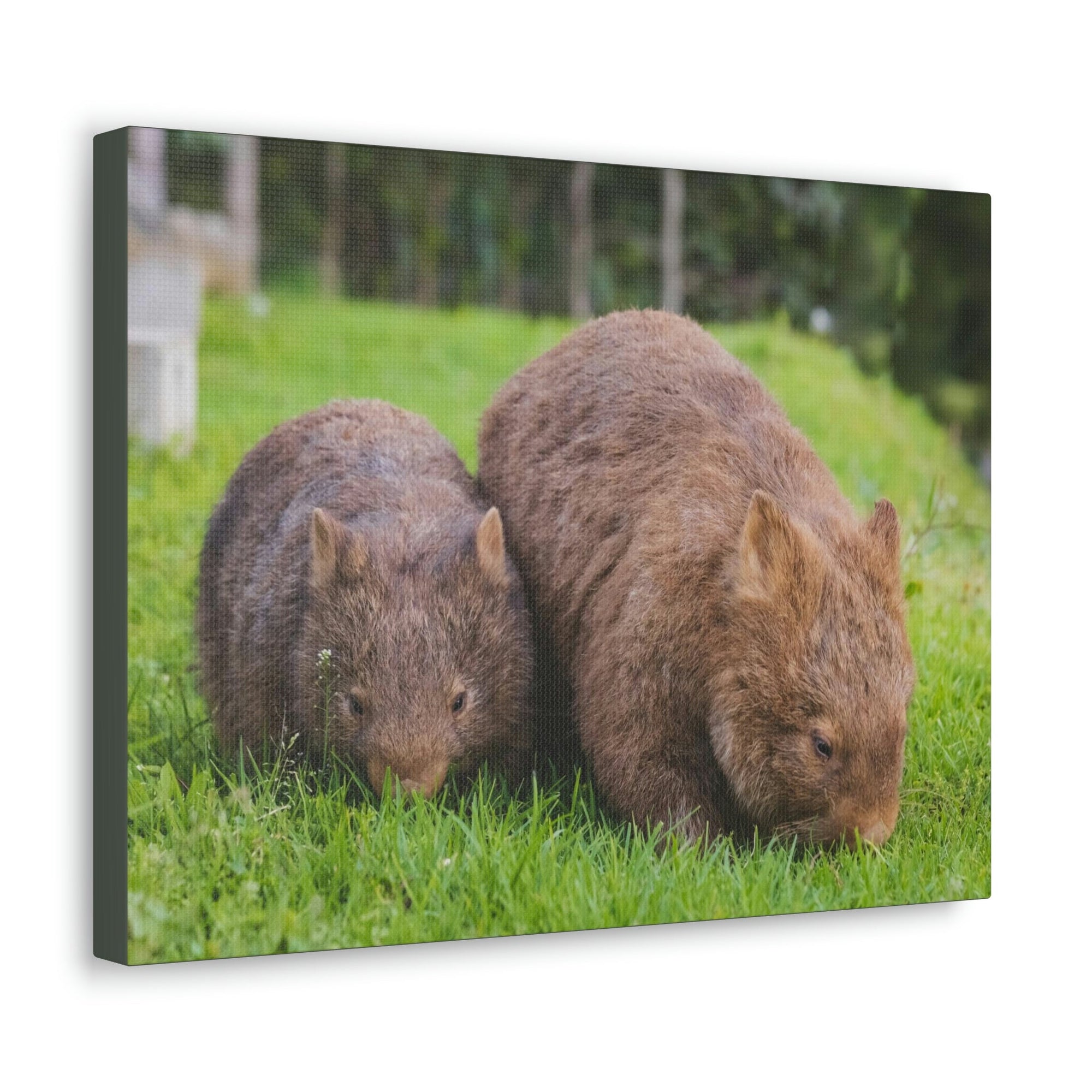 Scripture Walls Wombat Couple Wombat Couple Print Animal Wall Art Wildlife Canvas Prints Wall Art Ready to Hang Unframed-Express Your Love Gifts